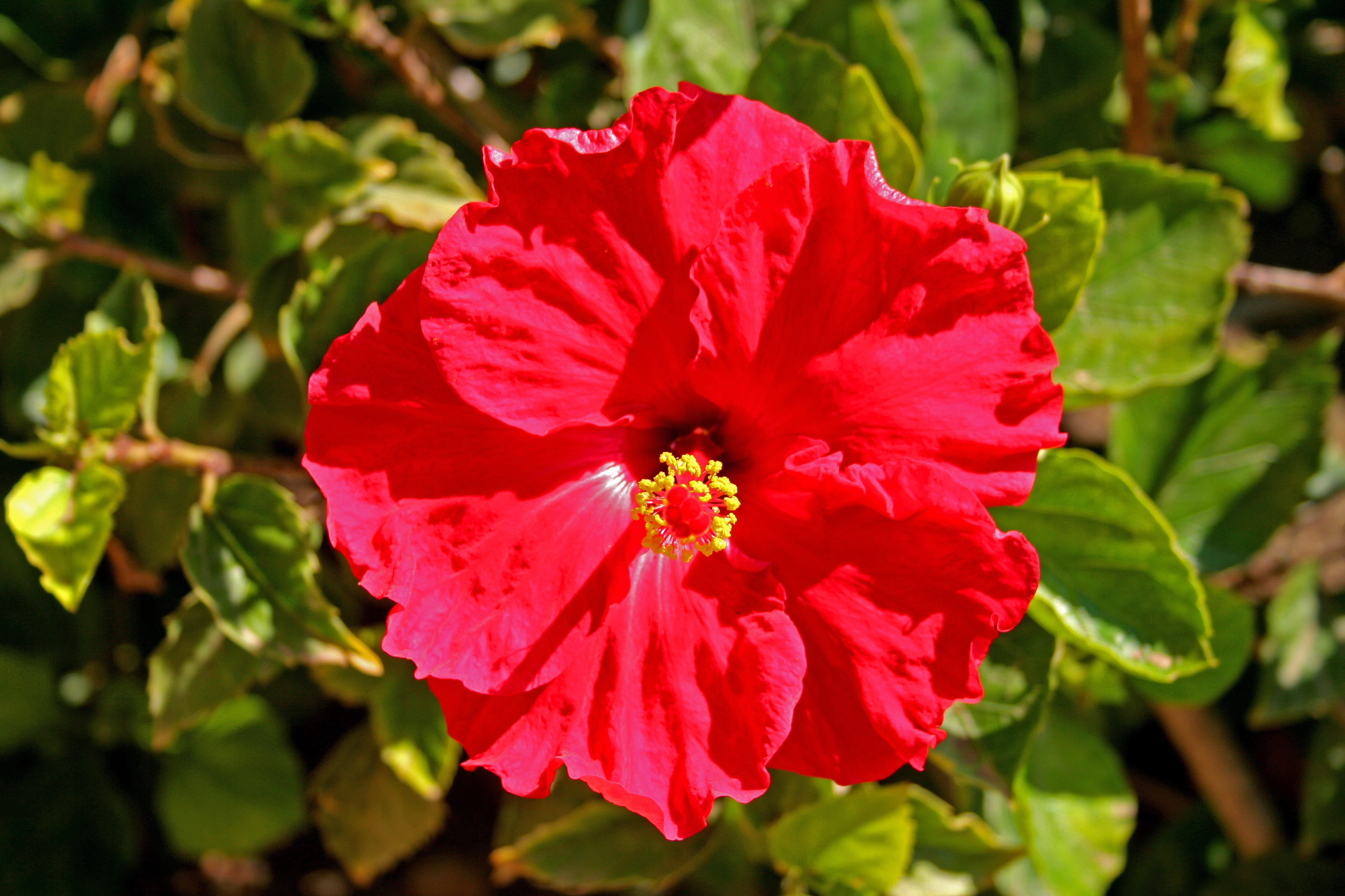 4K, day, growth, Hibiscus, Flower, plant, Floral, flower head, Nature, garden, flowering plant, outdoors, no people, leaf, plant part, spain, sunlight, HD Wallpaper