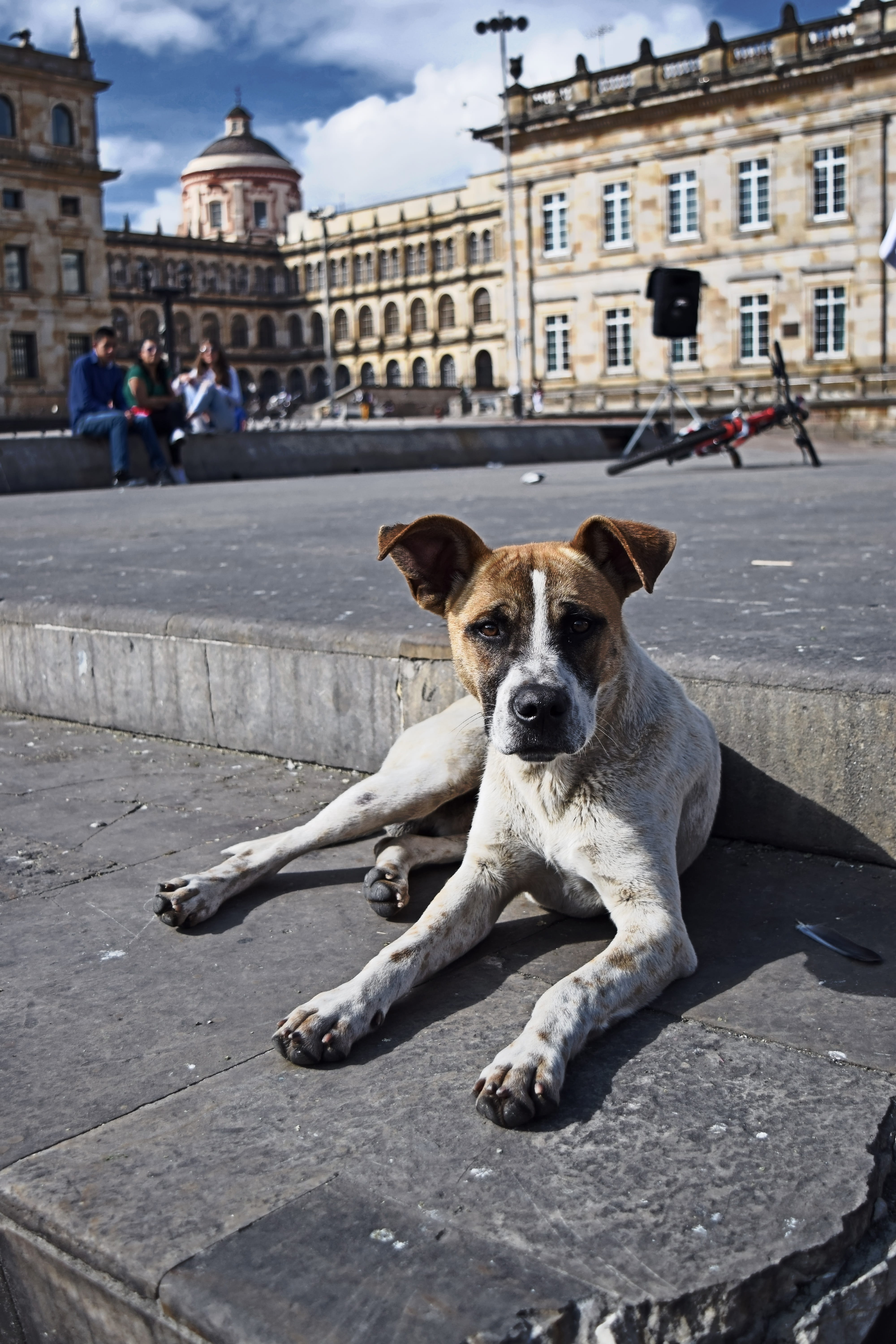 urban, 5K, dog, nature, abandoned, one animal, architecture, domestic, vertebrate, bogota, day, mammal, sitting, canine, incidental people, pets, city, Phone HD Wallpaper