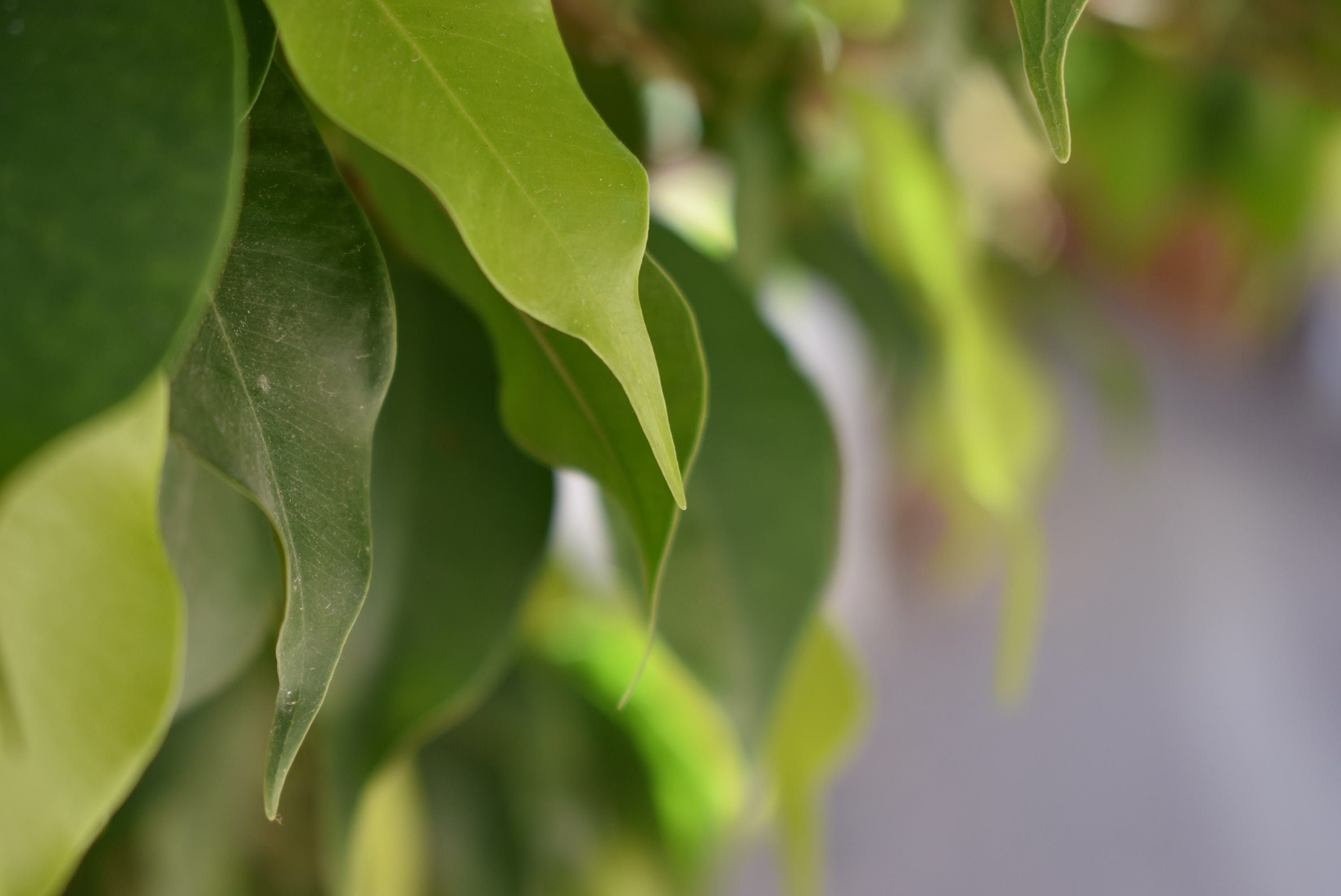outdoors, close-up, nature, vegetable, island, green, no people, freshness, selective focus, vulnerability, growth, 2K, chania, beauty in nature, leaf, HD Wallpaper