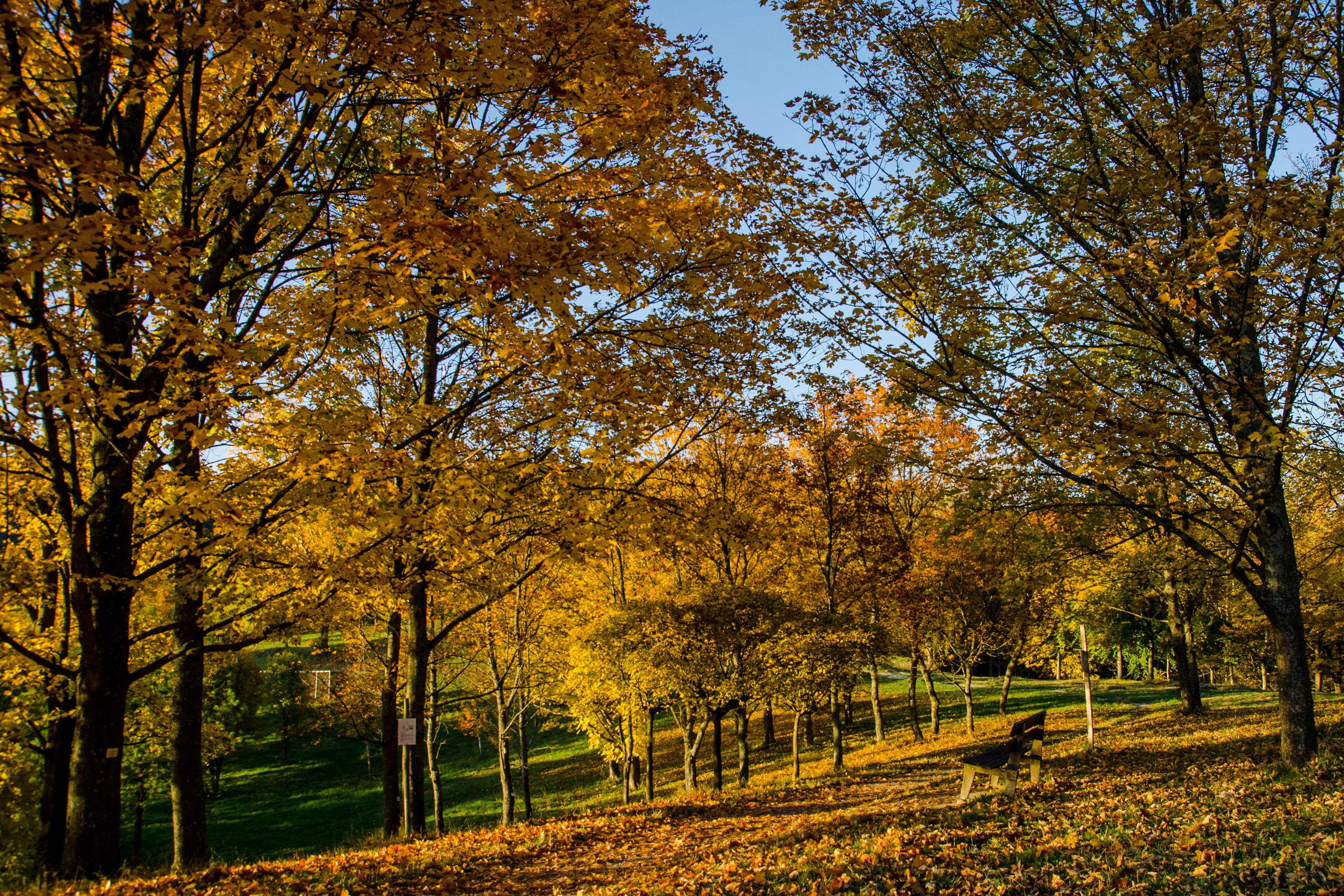 outdoors, branch, kaiserstuhl, landscape, season, 4K, sky, field, fall foliage, plant, rural Scene, park - Man Made Space, germany, autumn, yellow, woodland, HD Wallpaper