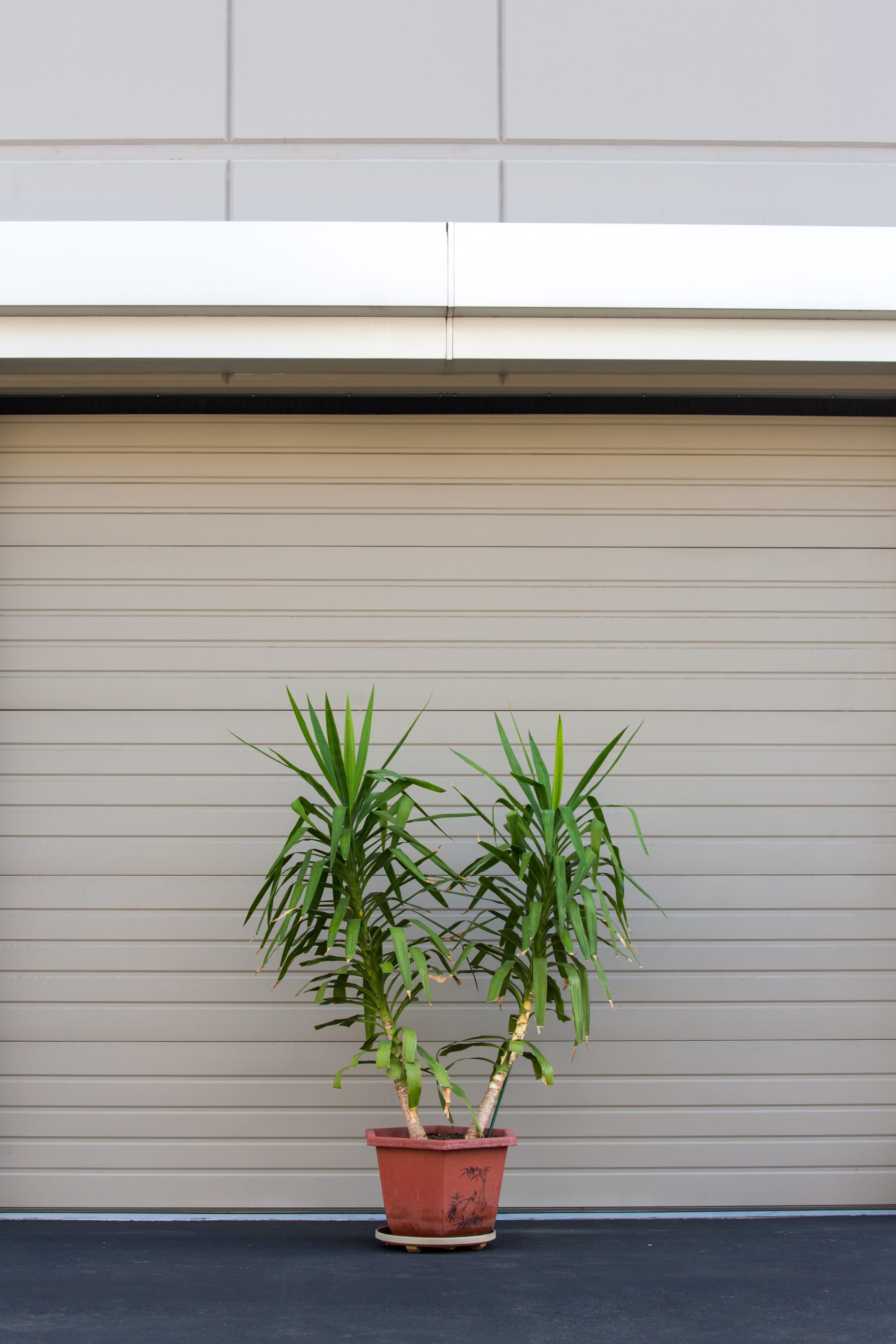 indoor, 5K, architecture, built structure, houseplant, blinds, iron, two, shutter, building exterior, pot, plants, flower pot, plant, leaf, garage, growth, Phone HD Wallpaper