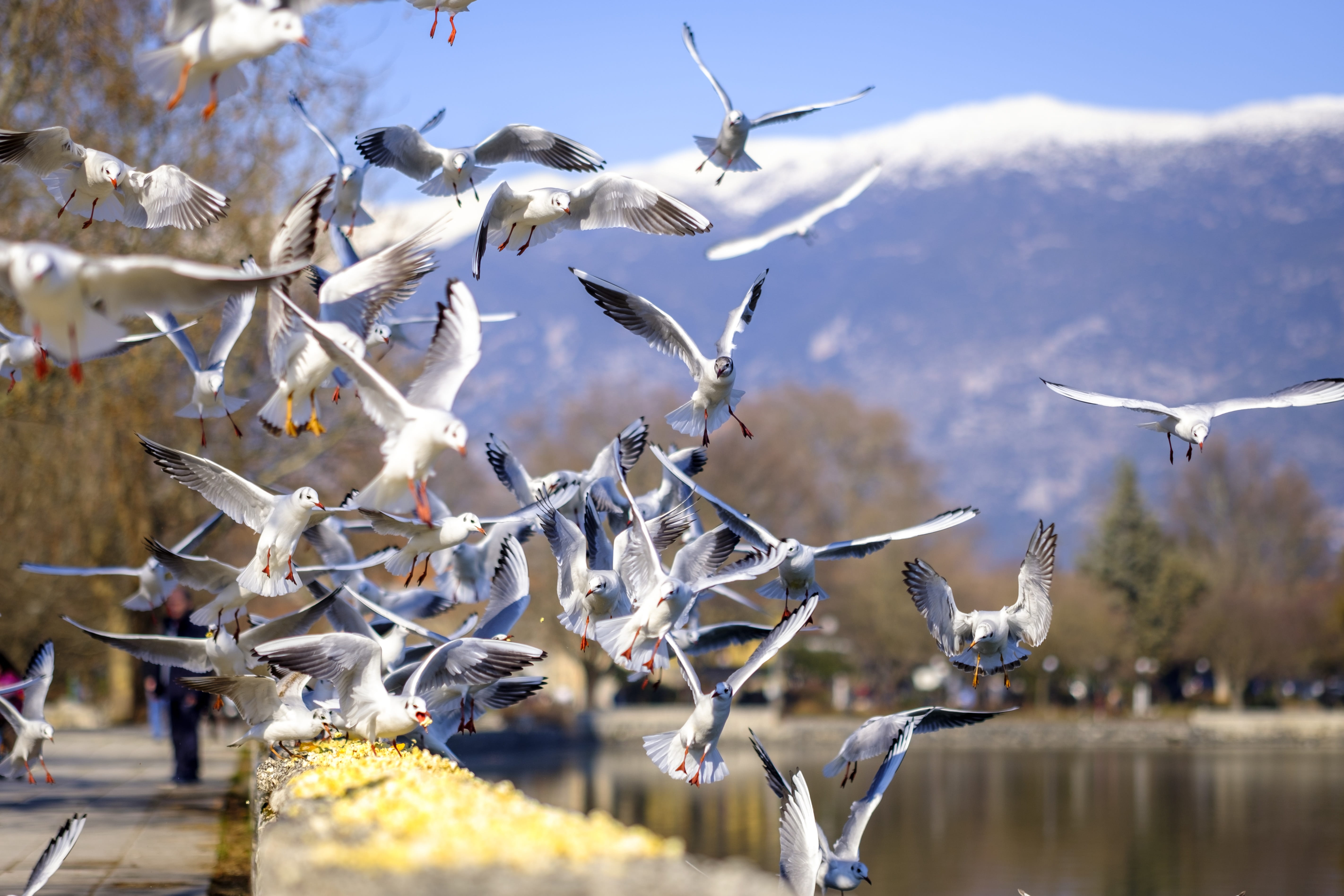 large group of animals, spread wings, zugvögel, outdoors, lake, animal, flying, animals in the wild, wings, heaven, birds, vegetation, group of animals, HD Wallpaper