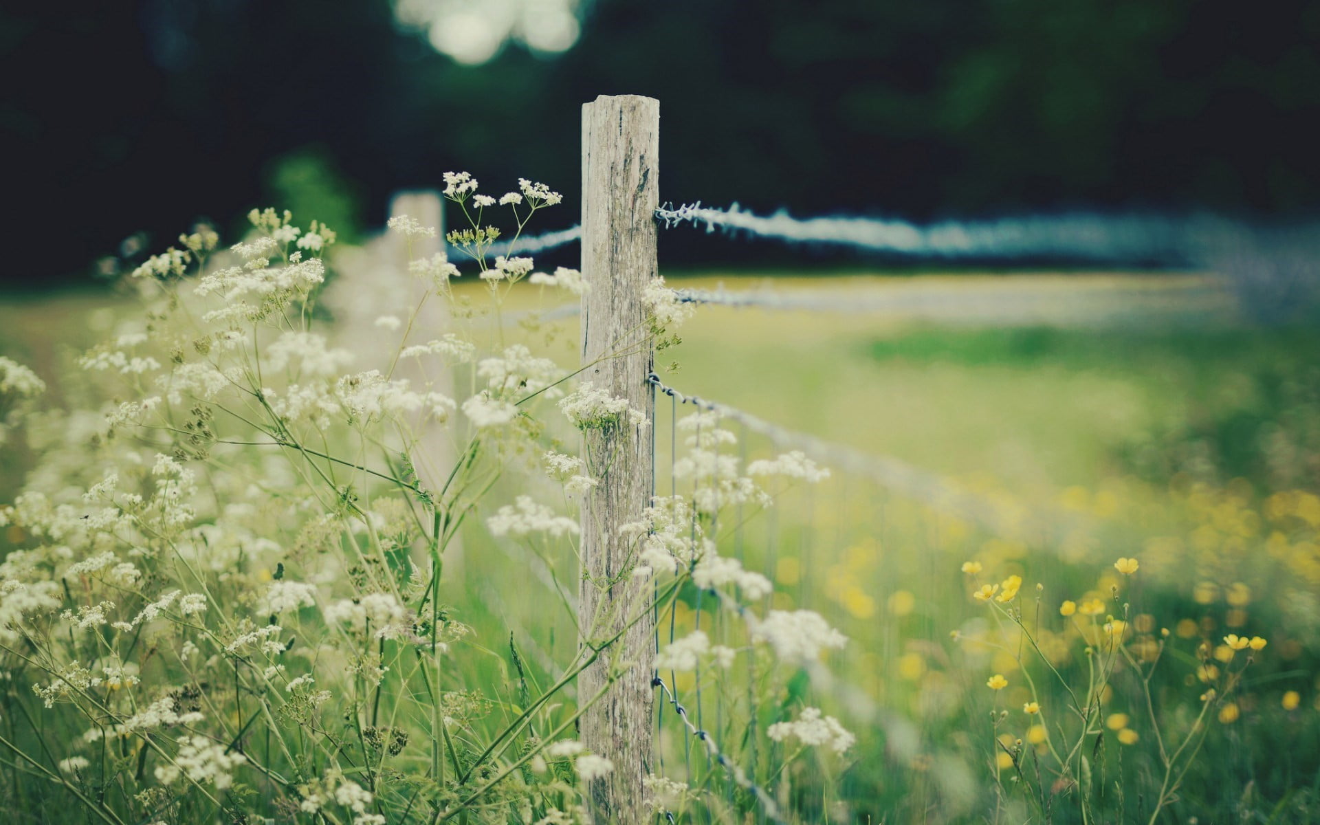 yellow flowers, wood, plant, focus on foreground, close-up, nature, beauty in nature, wooden post, depth of field, fence, land, building, outdoors, no people, HD Wallpaper