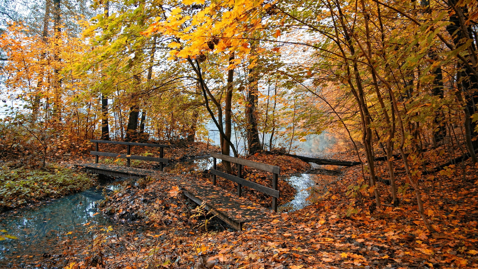 orange Color, october, leaves, land, sunlight, season, rural Scene, lush Foliage, tranquility, vibrant Color, lake, landscape, park - Man Made Space, red, HD Wallpaper