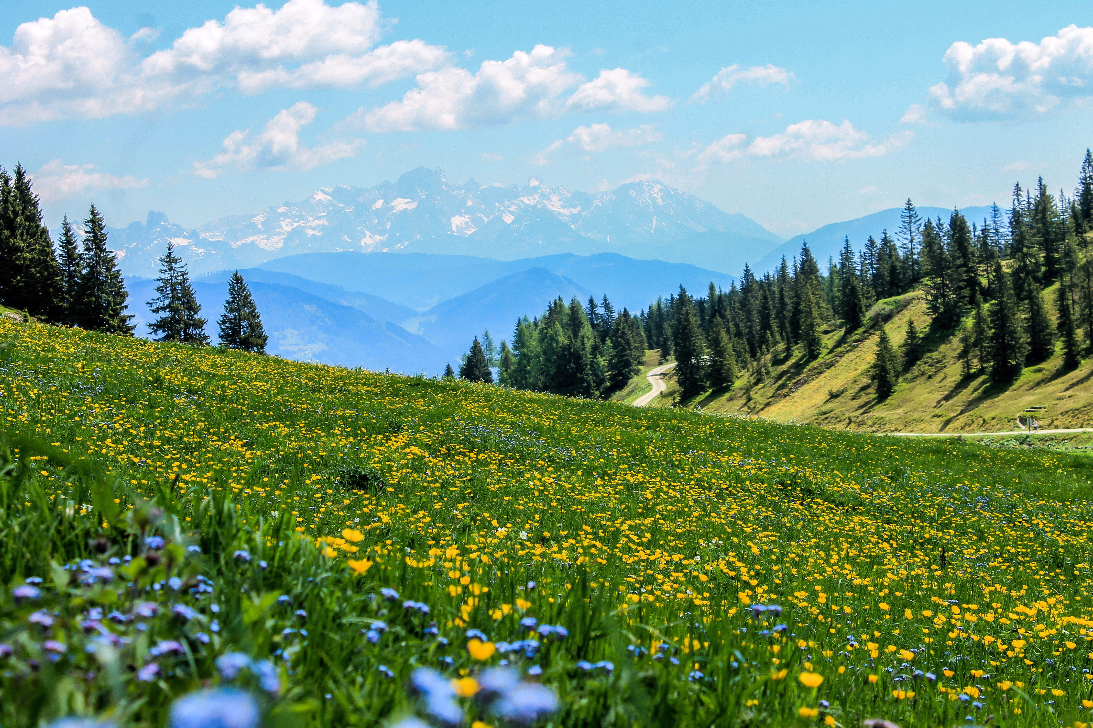 tranquil scene, alpine scenery, yellow flowers, growth, environment, pine, landscape, cloud - sky, alps, no people, non-urban scene, wood, flower, yellow field, HD Wallpaper