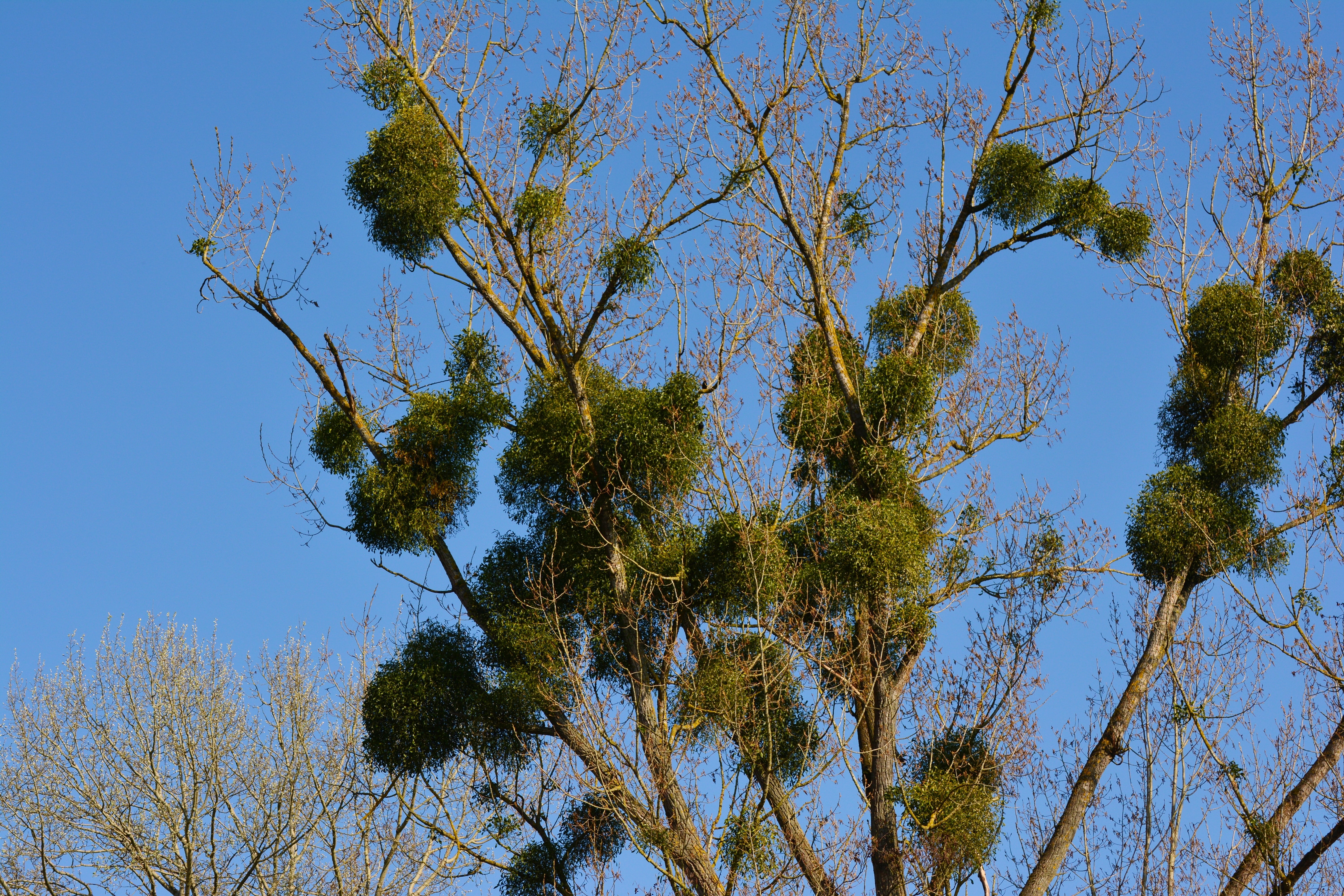 pine tree, tree trunk, sunlight, plant, sky, tree plant, outdoors, parasitic tree, trunk, green color, parasite, mistletoe, tranquil scene, growth, tree, HD Wallpaper