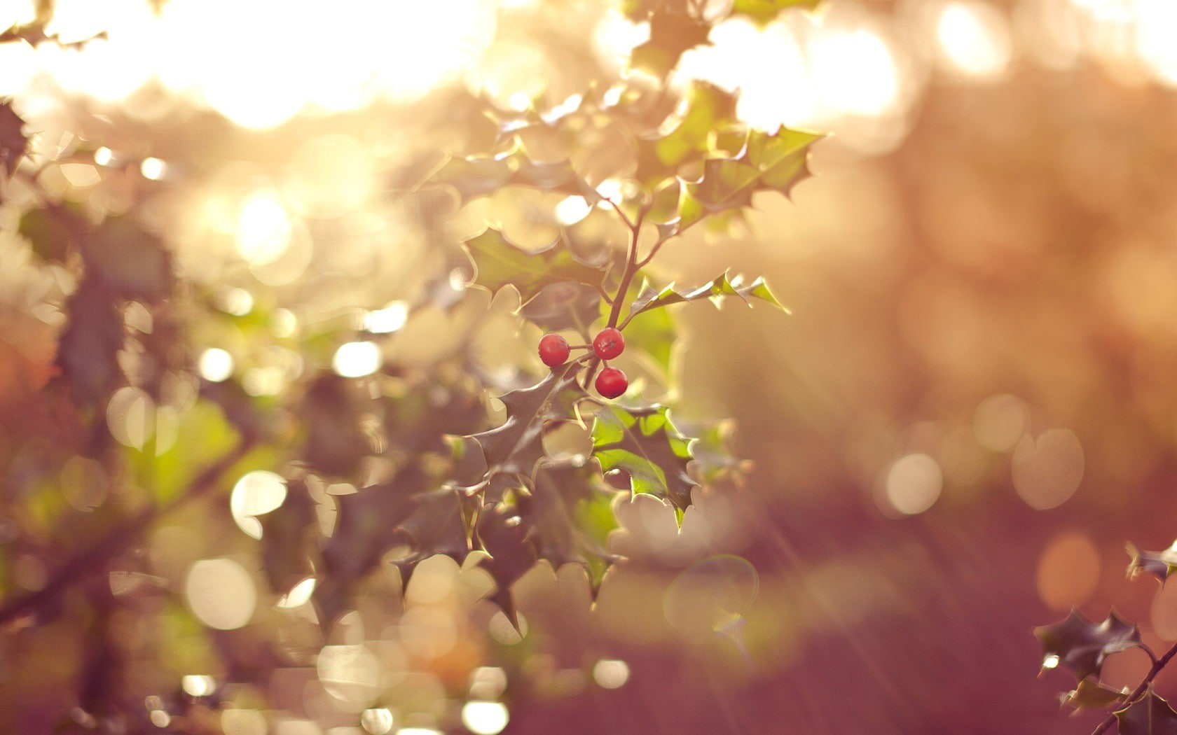 leaves, hd, mistletoe, 720P, sunlight, nature, macro, bokeh, HD Wallpaper