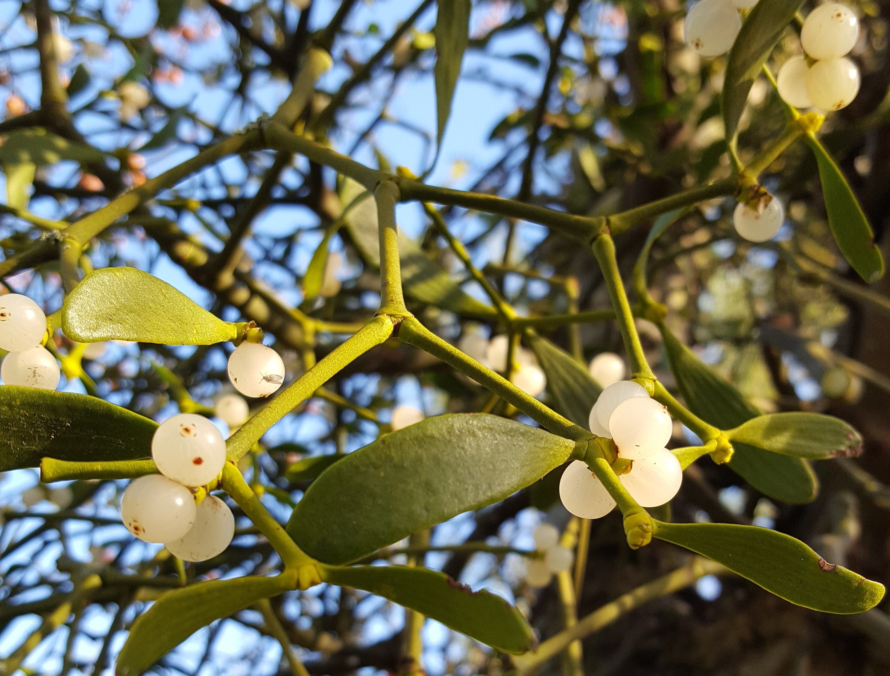 white, low angle view, freshness, nature, growth, 2K, berry, tree, christmas, winter, close-up, branch, leaf, outdoors, plant part, yellow, focus on foreground, HD Wallpaper