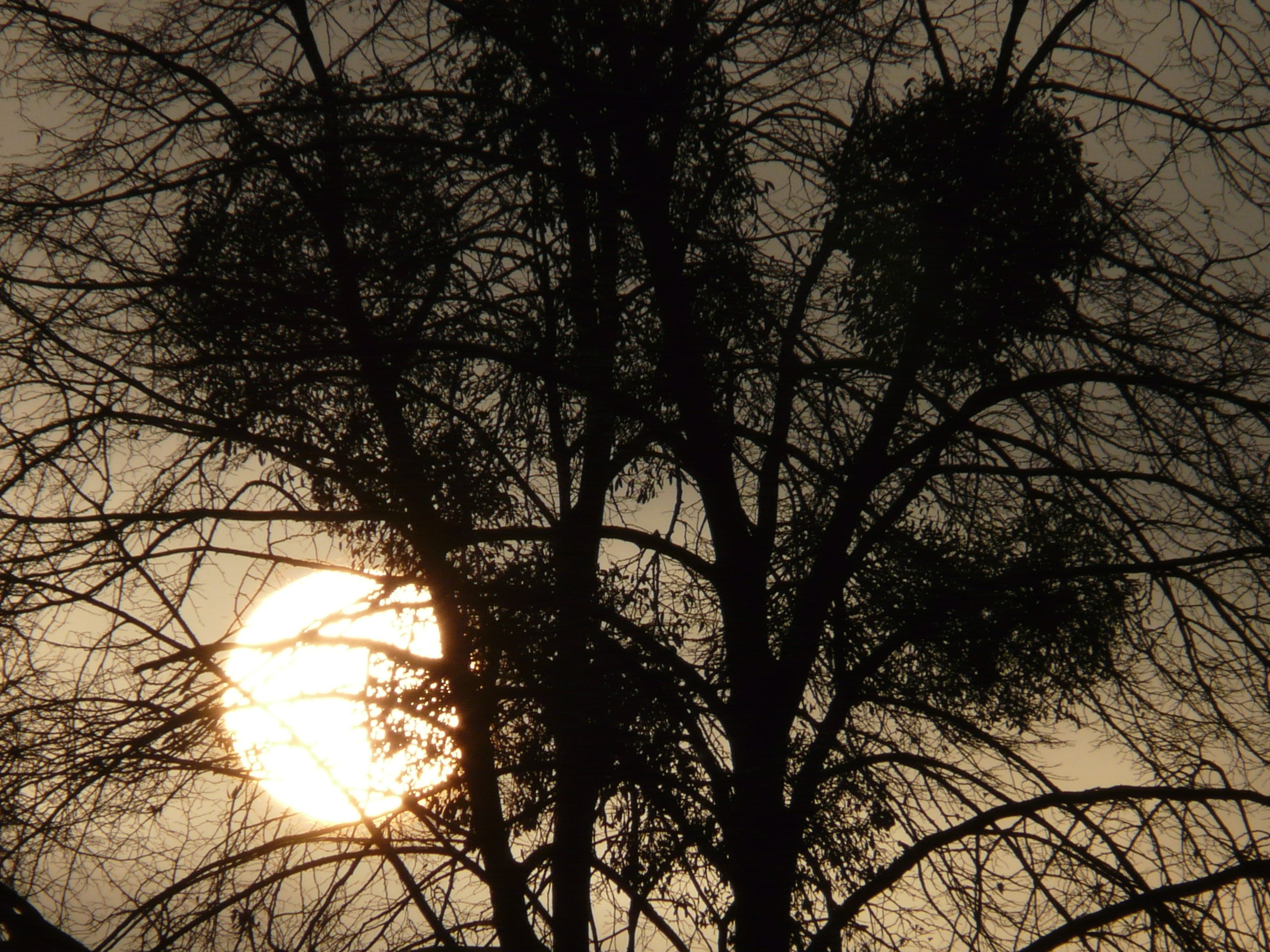 beauty in nature, mood, branch, tranquil scene, bare tree, tree canopy, back light, nature, abendstimmung, mistletoe, sun, silhouette, 2K, sunset, tranquility, HD Wallpaper