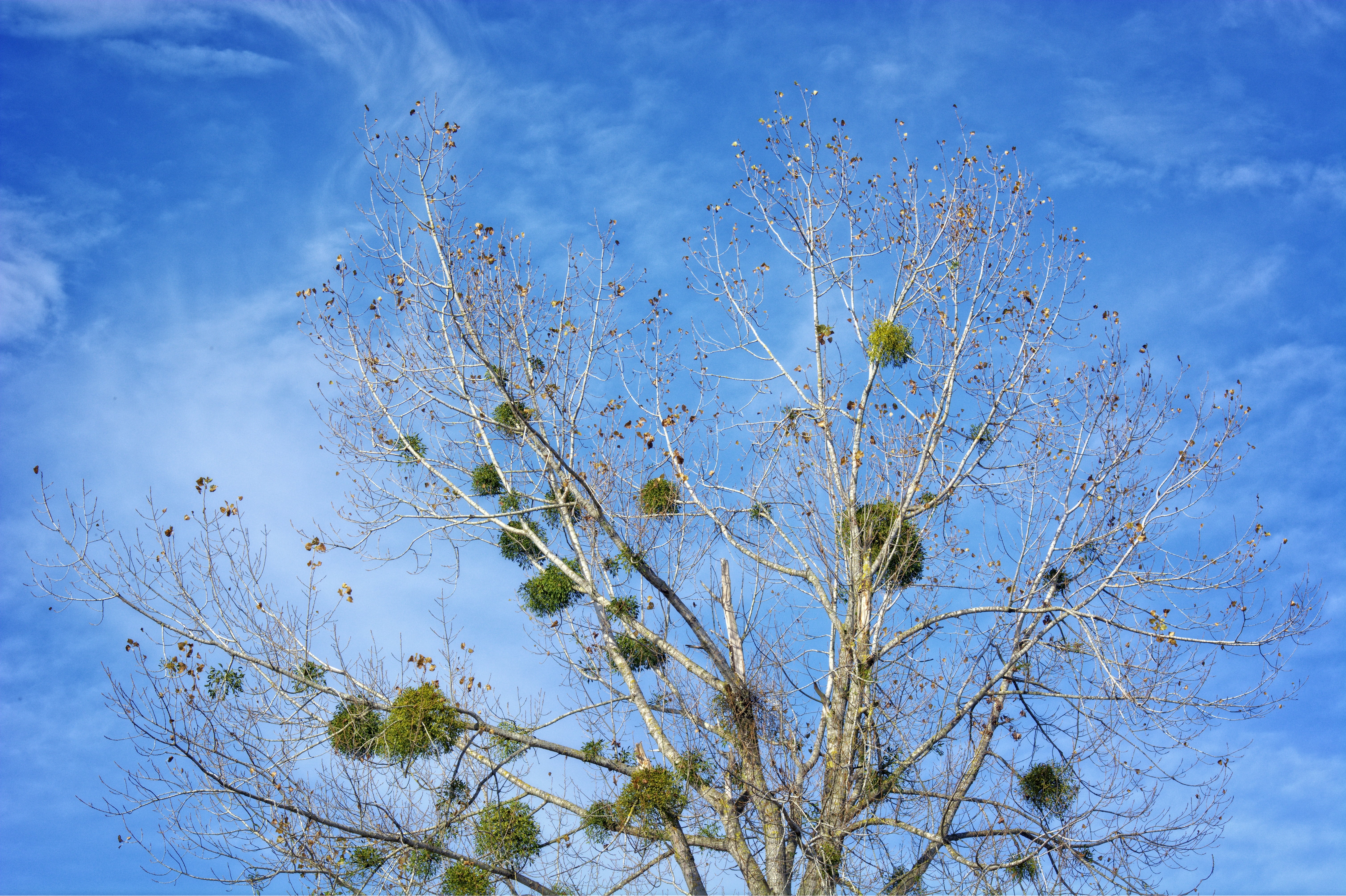 land, tree parasite, flower, freshness, autumn, halbschmarotzer, low angle view, scenics - nature, growth, day, sunlight, directly below, mistletoe, no people, HD Wallpaper