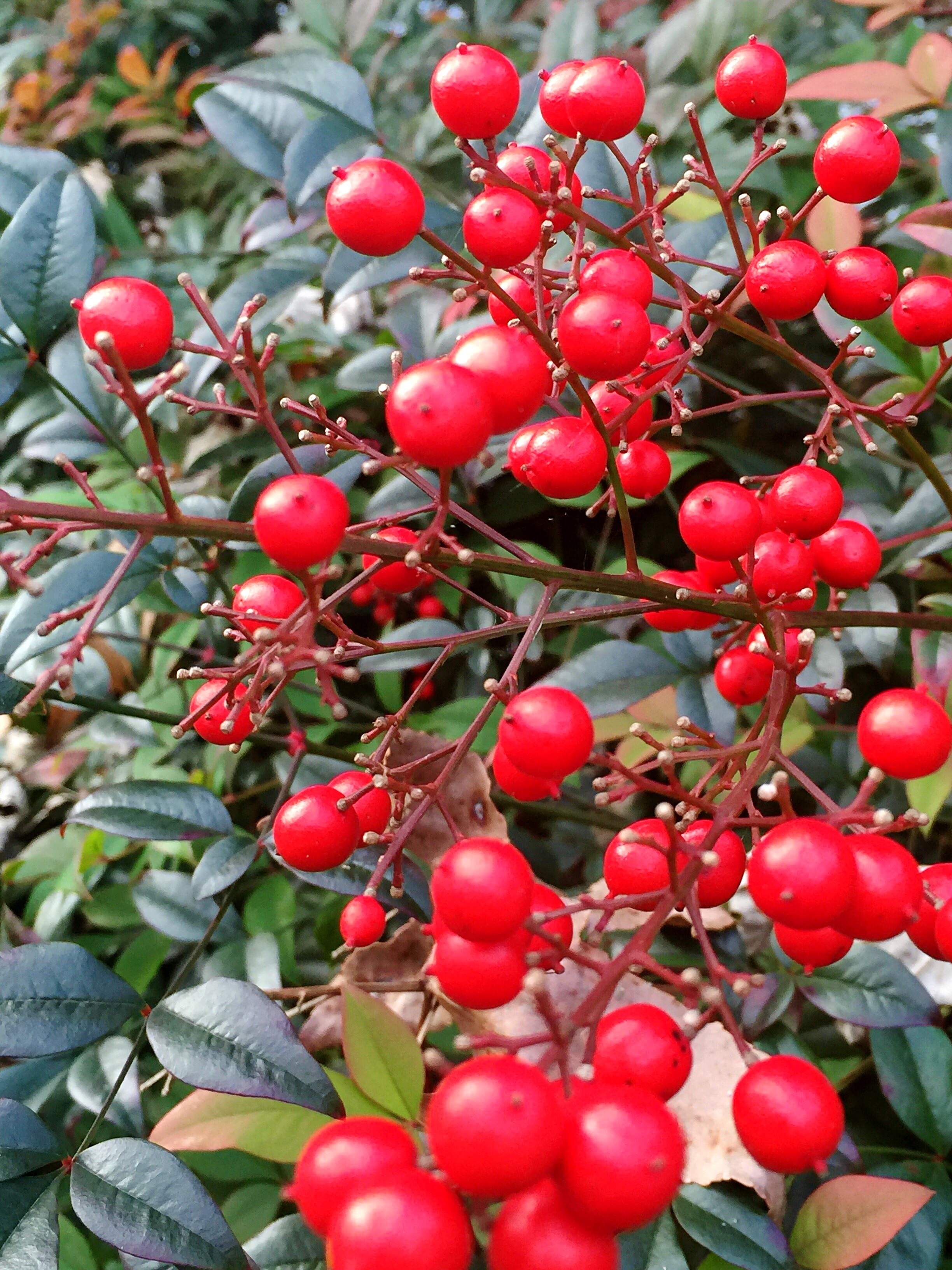 plant part, outdoors, winter, day, holiday, decor, natural, leaf, december, merry, ripe, growth, holly, plant, beauty in nature, focus on foreground, decorative, Phone HD Wallpaper