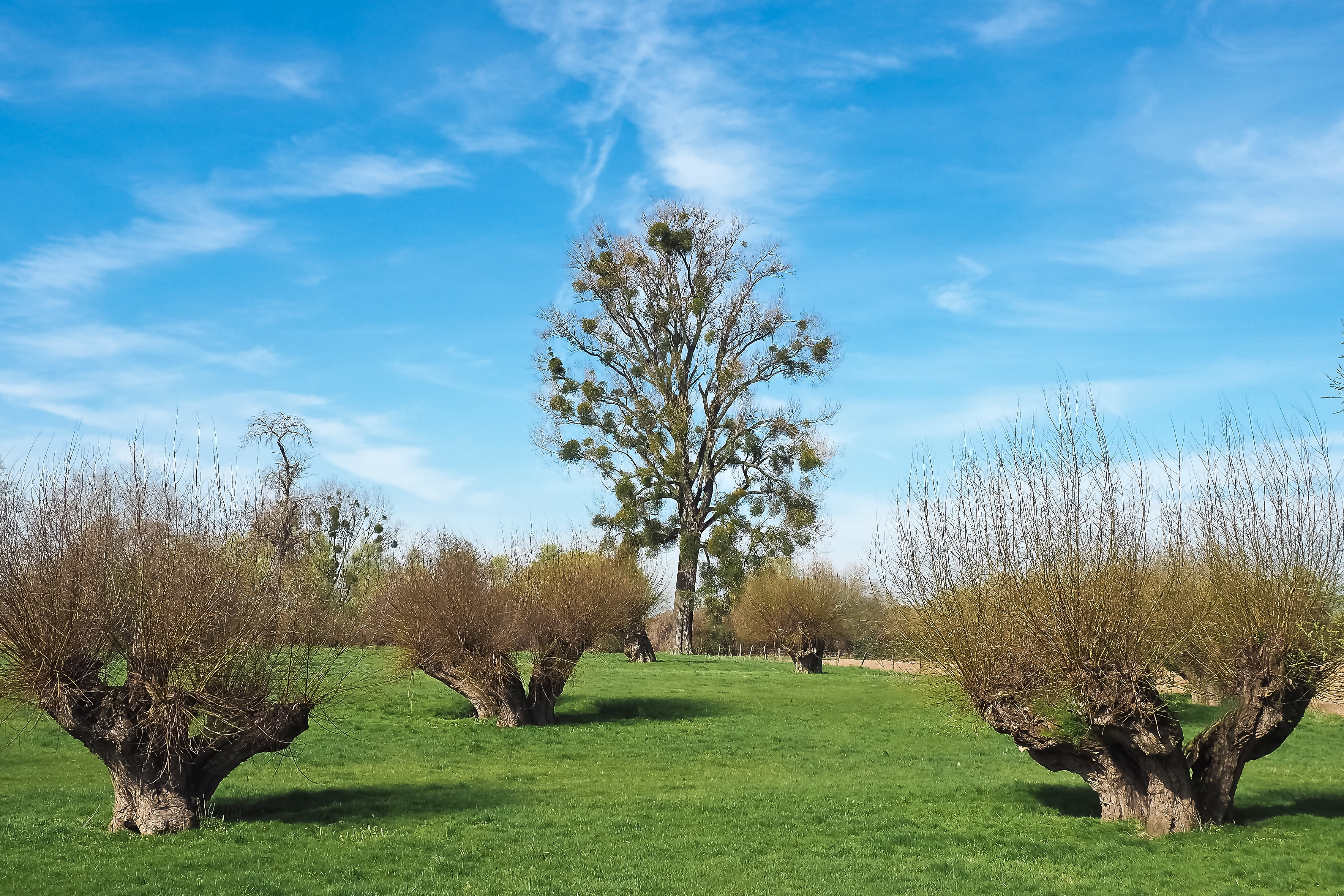 cloud - sky, day, light, scenic, atmospheric, landscape, green color, tranquil scene, blue sky, rest, graze, rural, sunny, bare branches, scenics - nature, HD Wallpaper