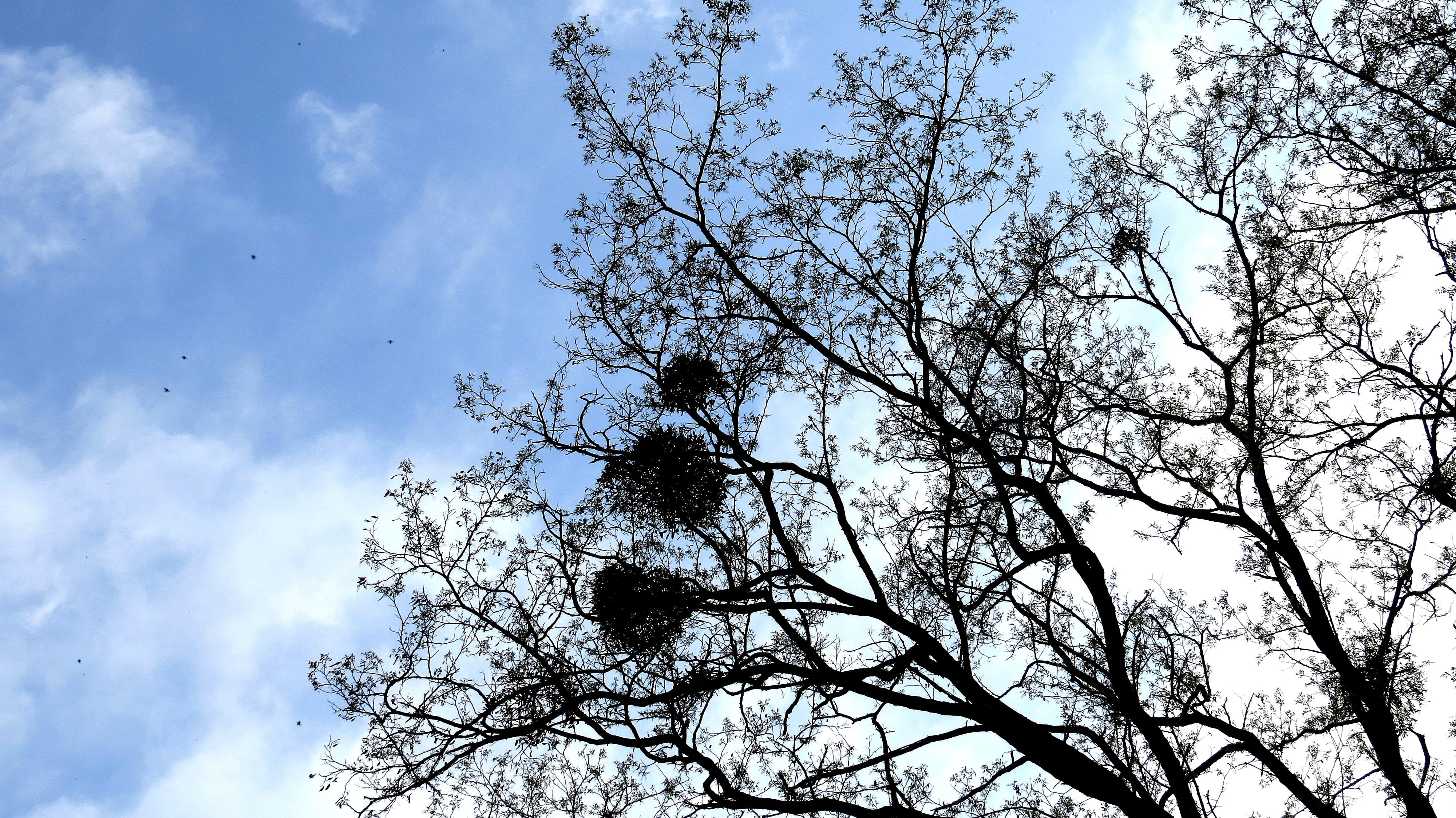 no people, tree, low angle view, cloud - sky, tranquil scene, growth, tranquility, 4K, beauty in nature, plant, branches, day, cherry blossom, foliage, HD Wallpaper
