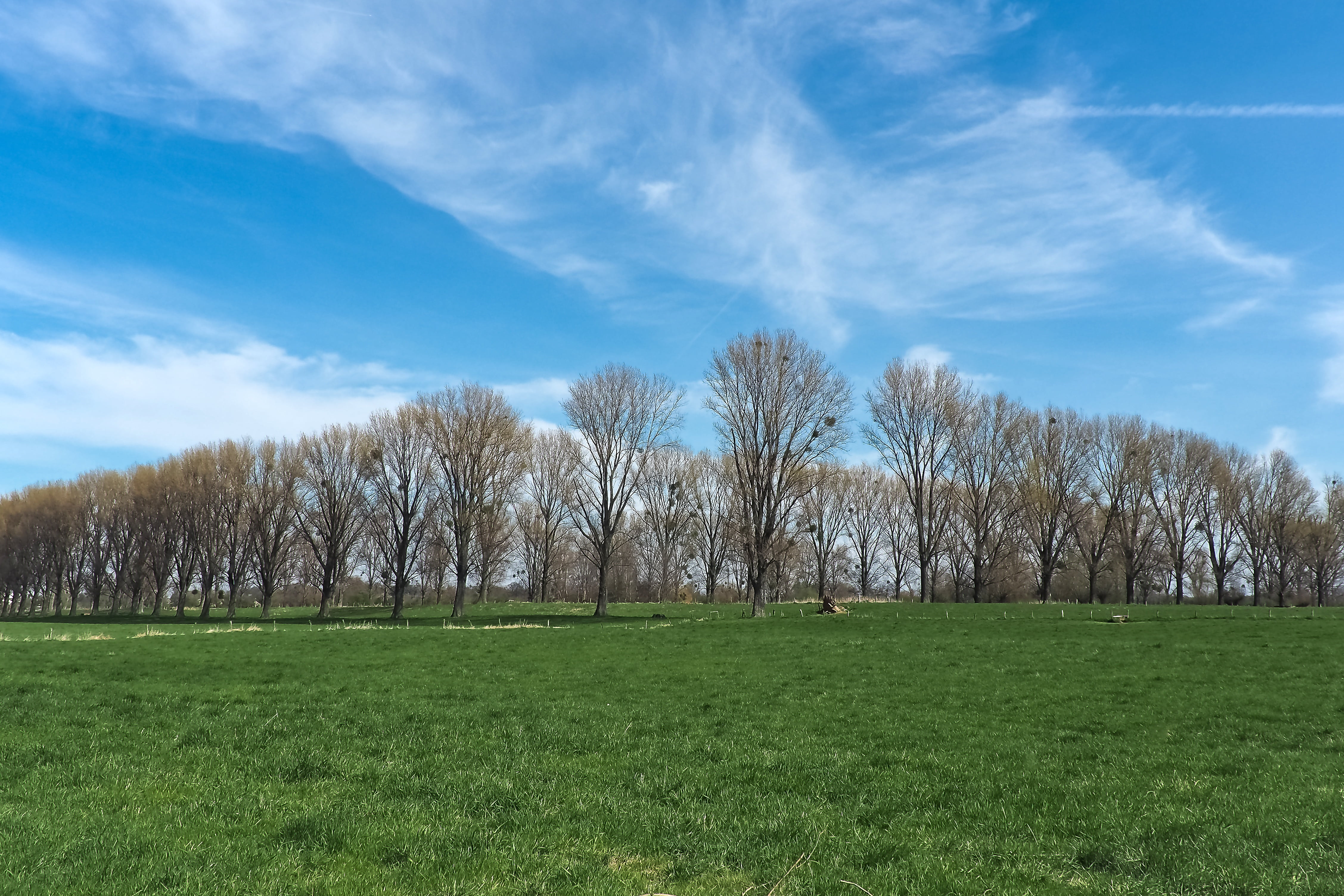 4K, relax, tree, spring meadow, field, scenic, sunbeam, spring, hiking, nature, bare tree, mistletoe, non-urban scene, clouds, no people, tranquility, HD Wallpaper