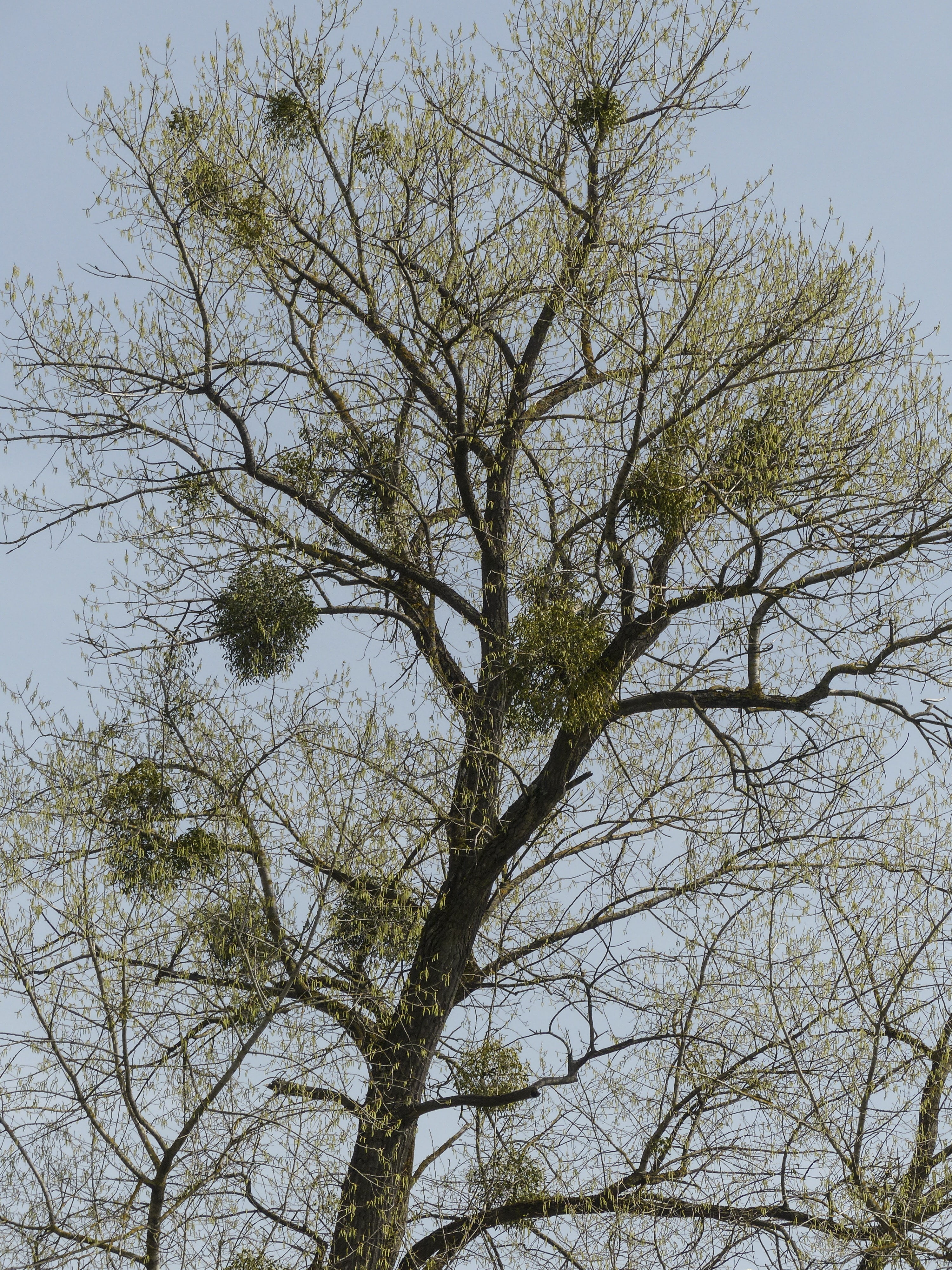 clear sky, non-urban scene, low angle view, scenics - nature, branches, growths, mistletoe, no people, plant, attachments, backgrounds, day, branch, tranquil scene, Phone HD Wallpaper