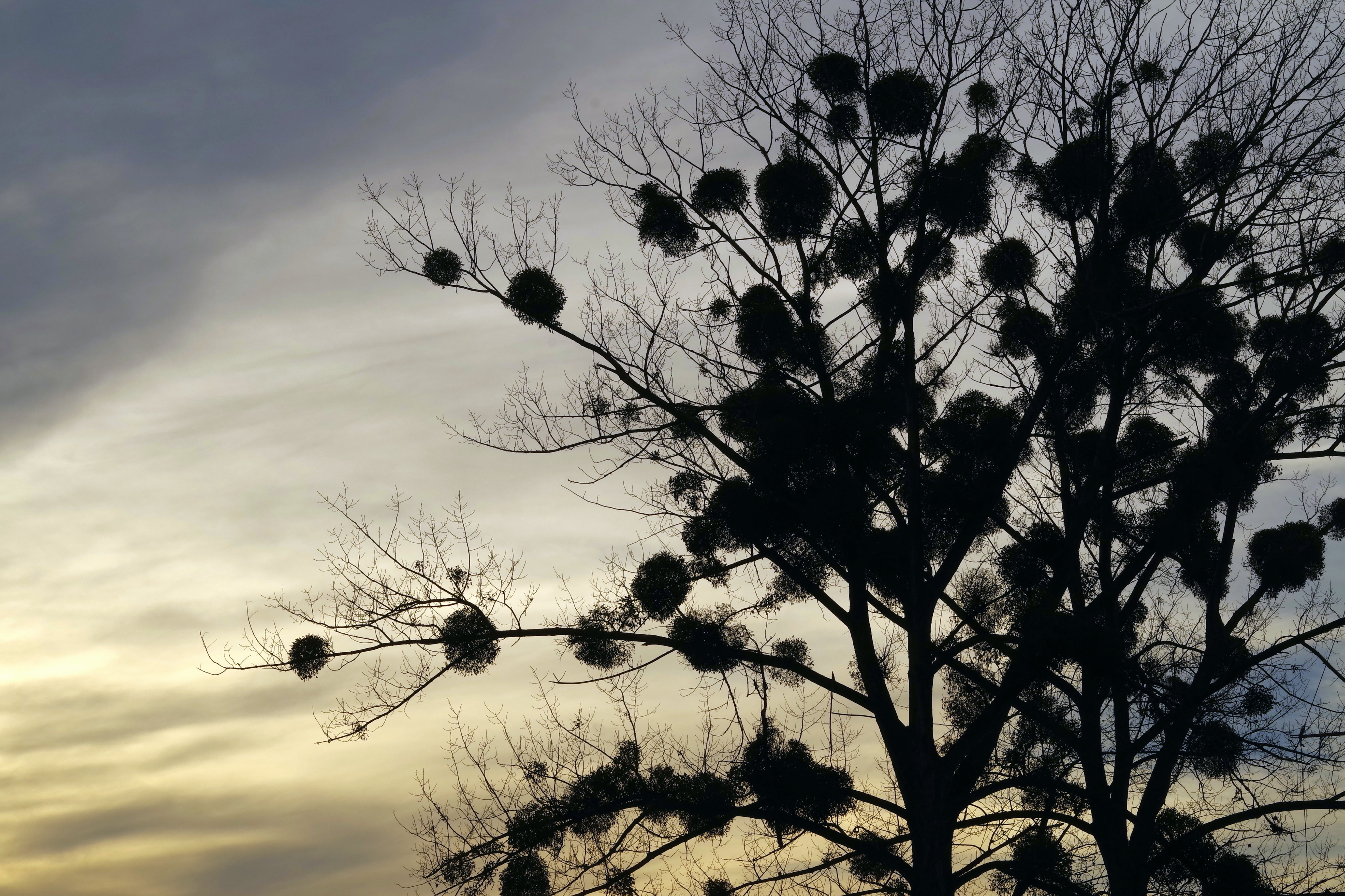 sunset, branch, cloud - sky, nature, no people, colorful, low angle view, sky, silhouette, 5K, tranquility, tree, fragility, mistletoe, plant, flower, HD Wallpaper