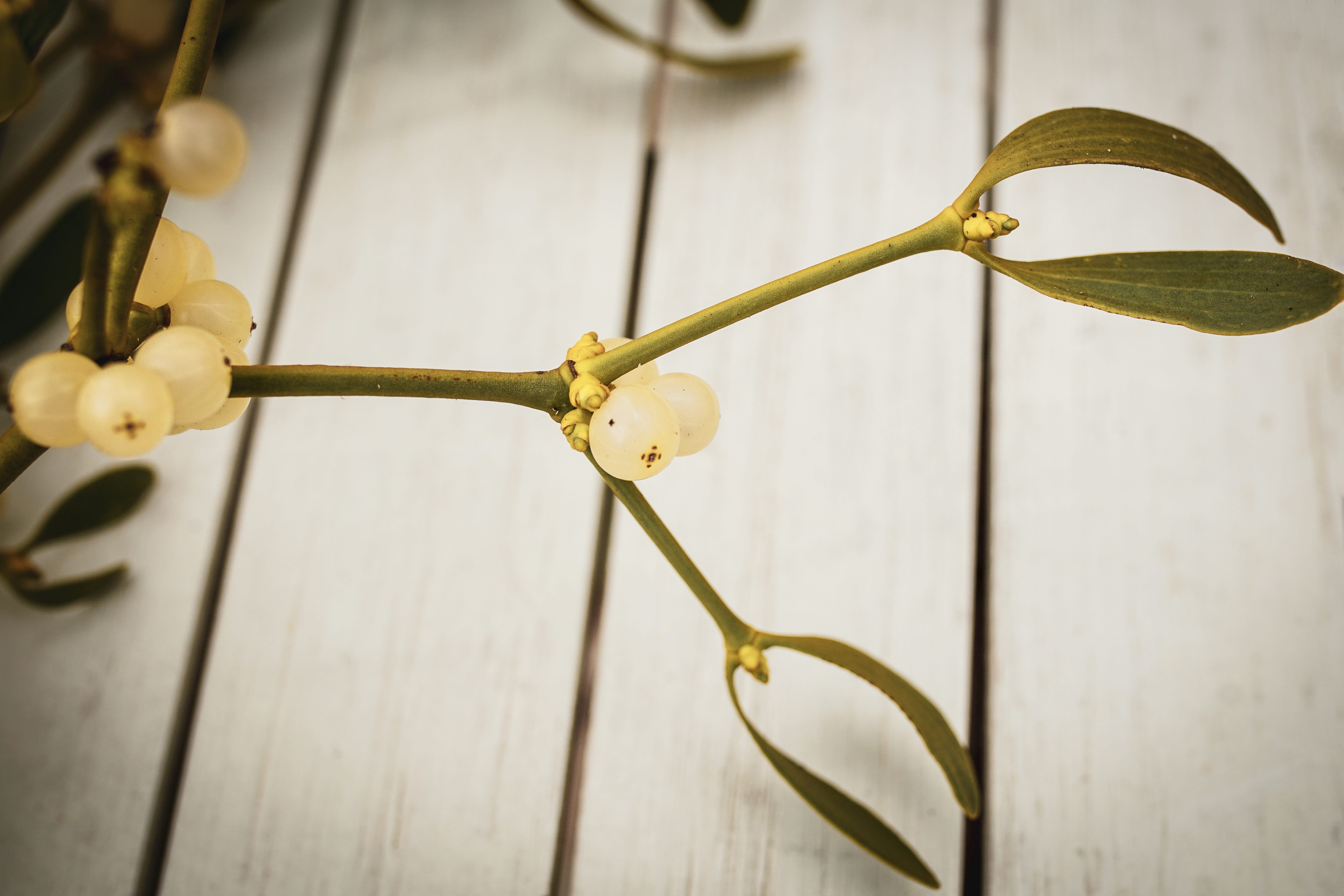 close-up, mistletoe berries, plant, flower, magic, plant stem, leaf, representation, green, branch, no people, art and craft, christmas, mistletoe, branches, HD Wallpaper