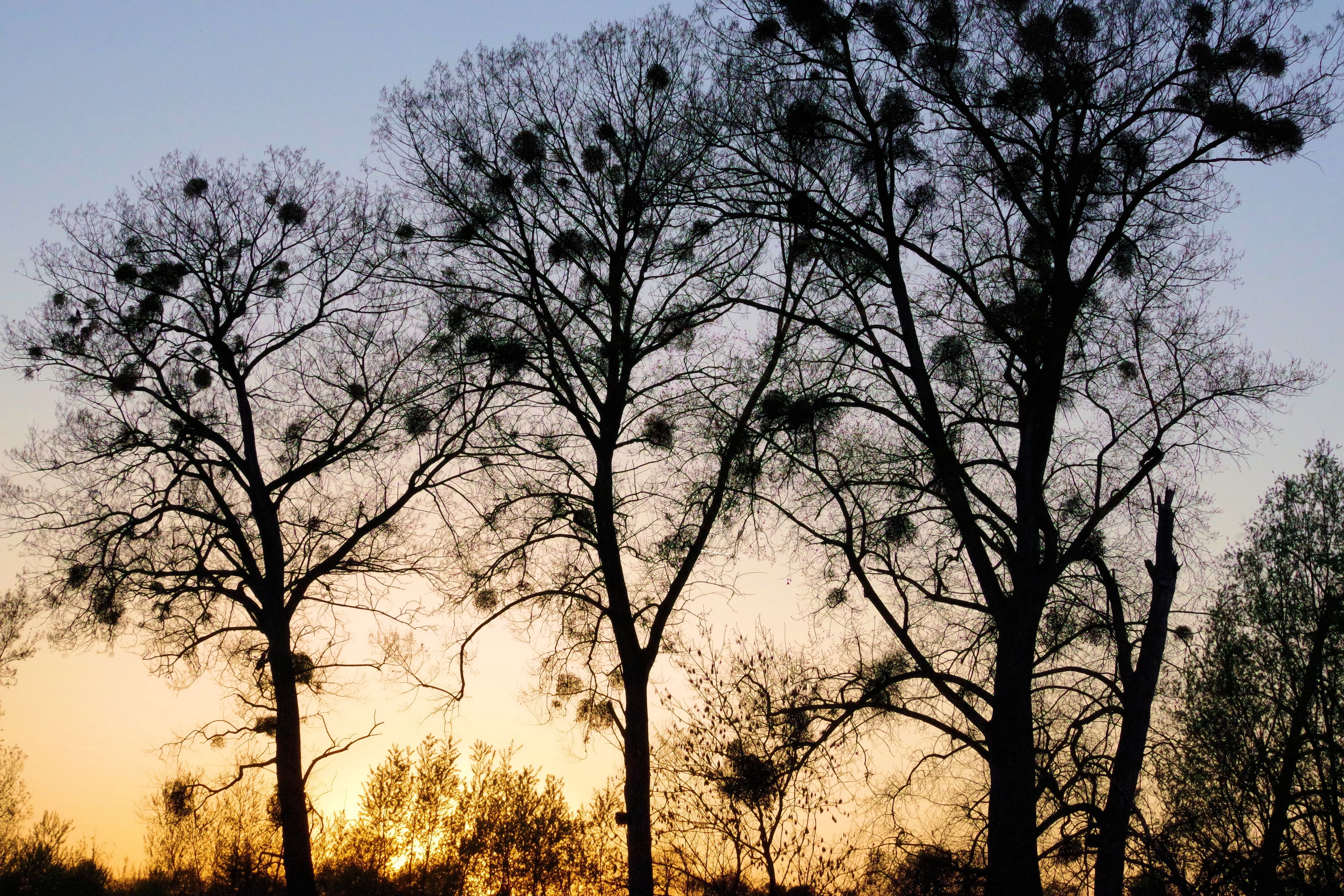 abendstimmung, land, tranquil scene, silhouette, trees, 5K, plant, sky, nature, mistletoe, tree, beauty in nature, exploration, branch, bare tree, growth, HD Wallpaper