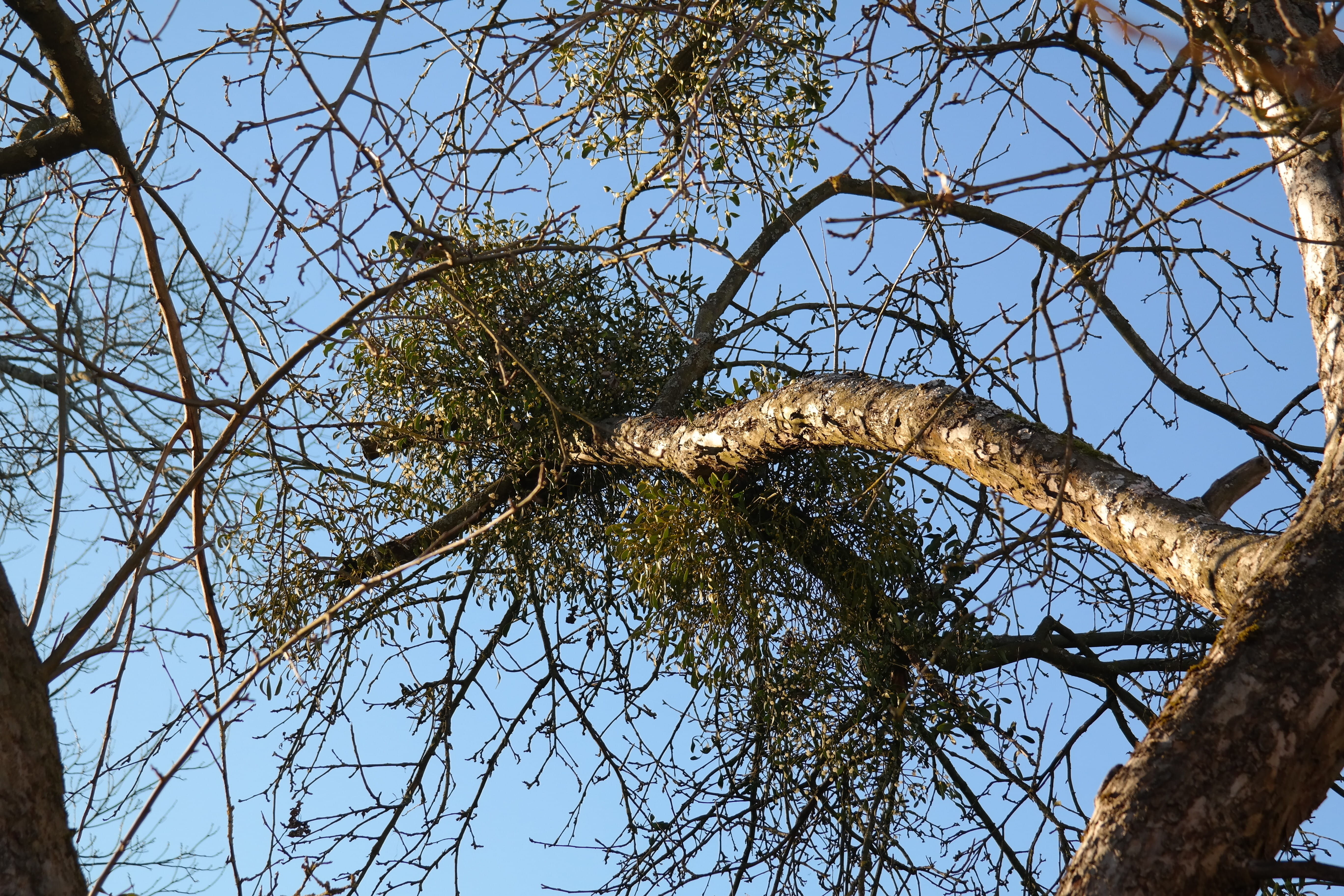 tree Trunk, low angle view, tree canopy, season, day, beauty in nature, scenics - nature, 5K, tranquility, blue, Tree, apple tree, outdoors, bark, Mistletoe, HD Wallpaper