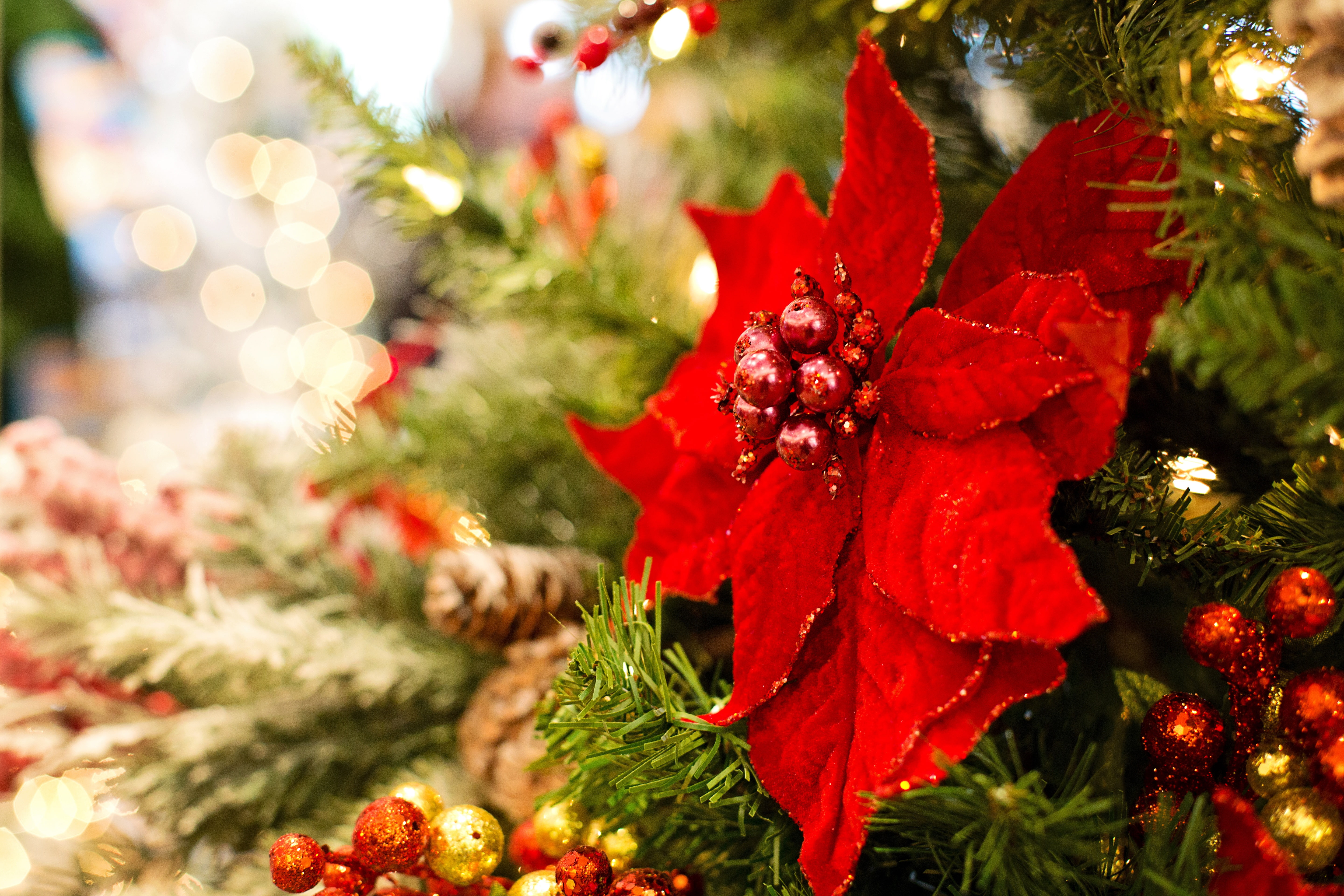 5K, Holiday, Christmas Ornaments, Christmas, Mistletoe, Flower, HD Wallpaper