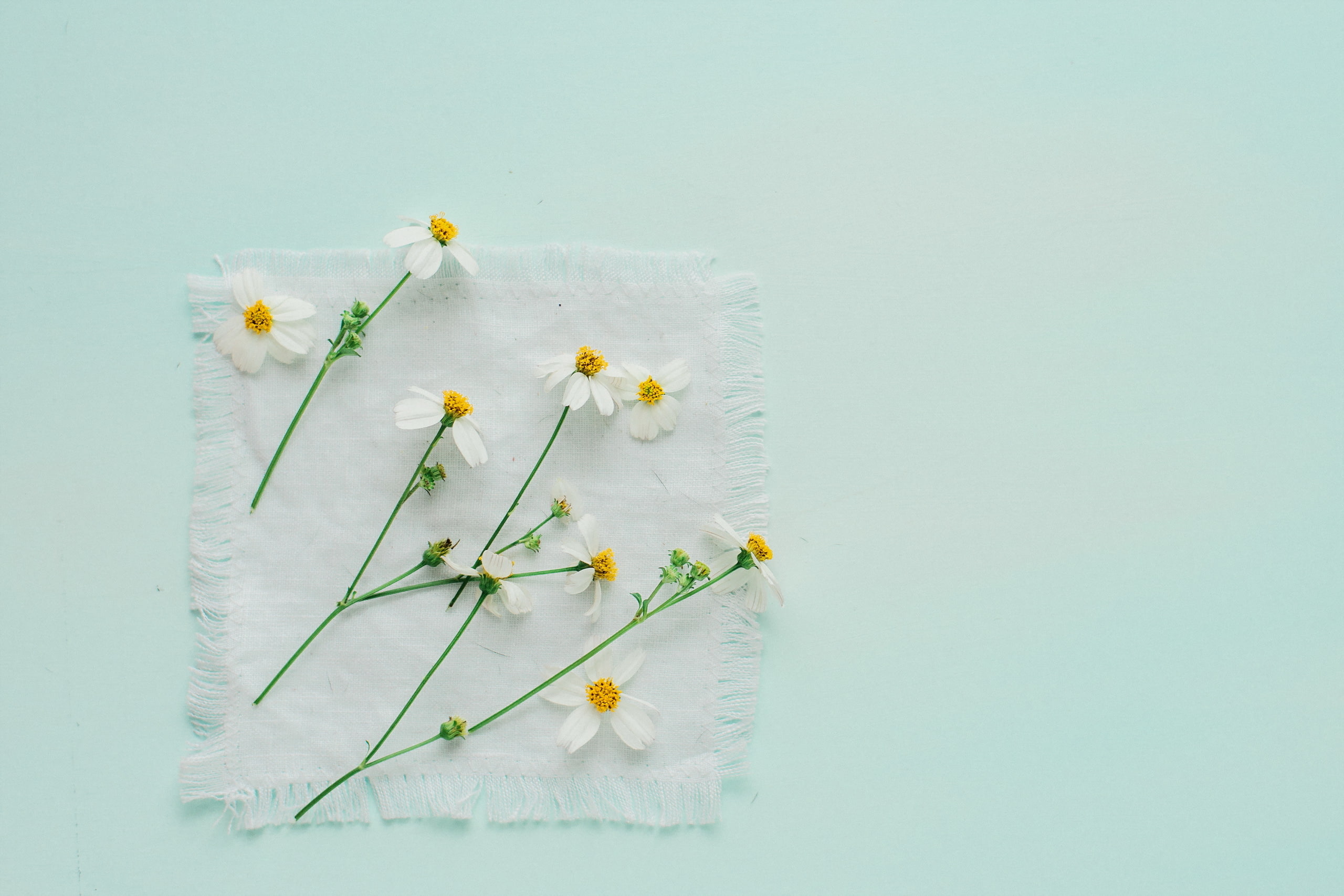 2K, white flowers, minimalism, flowers, HD Wallpaper