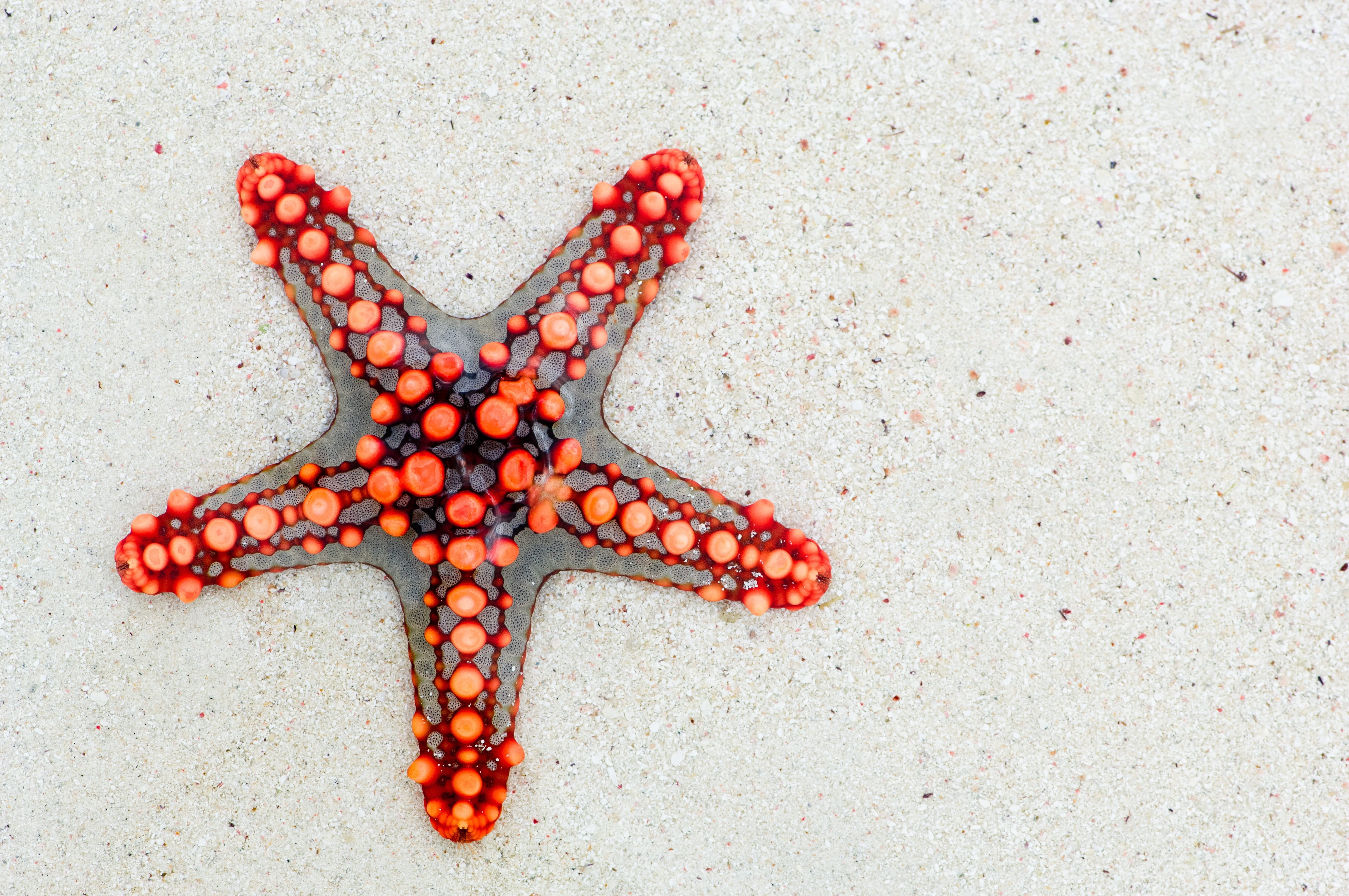 white, beauty in nature, lake, Fish on, safari, Star Fish, beach, fish, orange, star, animal wildlife, one animal, sand, summer, landscape, day, swim, copy Space, HD Wallpaper