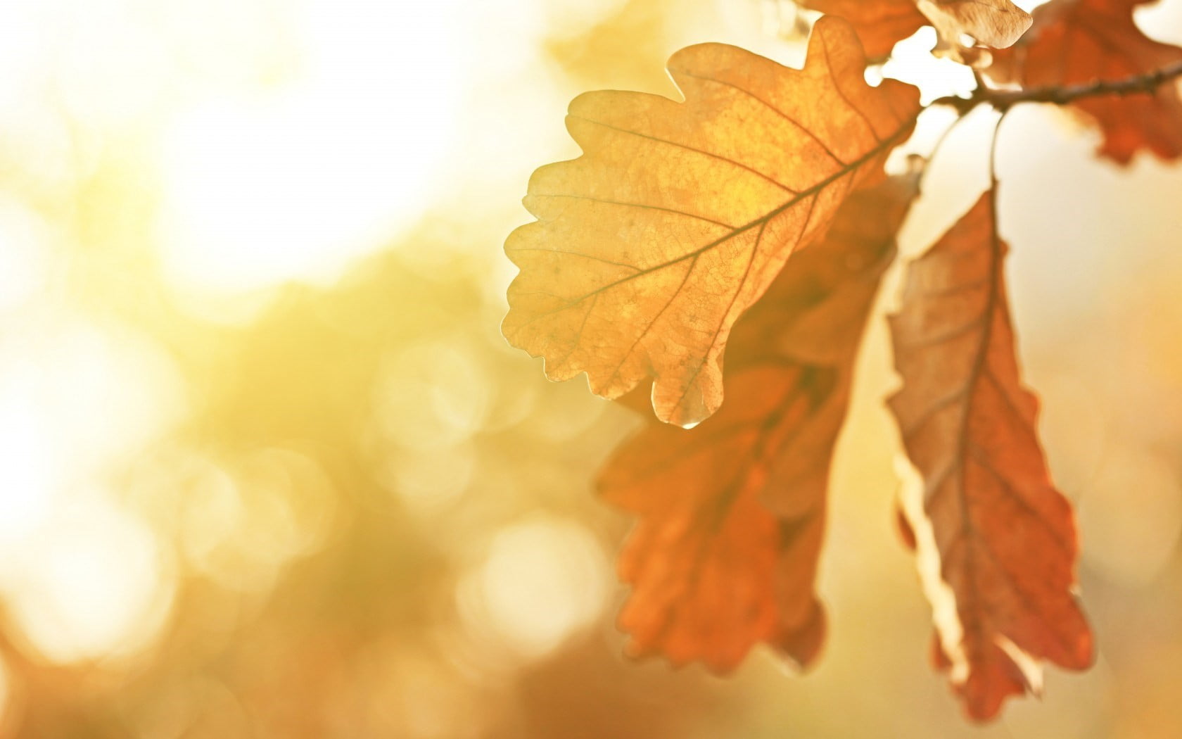 plants, red, environment, vibrant Color, vulnerability, sun, woodland, abstract, brightly lit, leafed, bright, 720P, close-up, no People, colors, light - Natural Phenomenon, HD Wallpaper