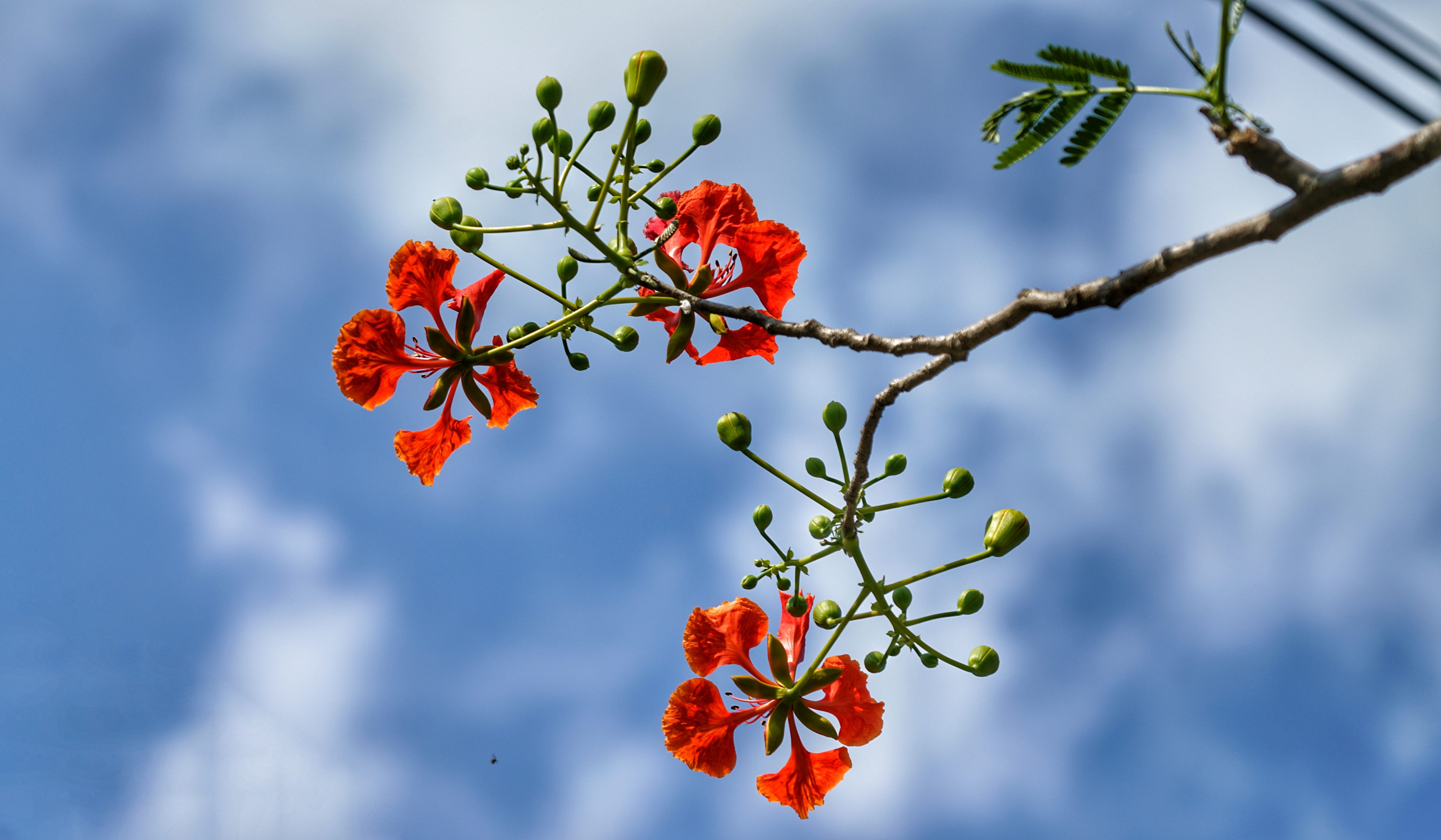 no people, cloud - sky, day, 5K, bud, branch, plant part, flame of the forest, outdoors, beauty in nature, sunlight, flamboyant tree, nature, growth, ripe, HD Wallpaper