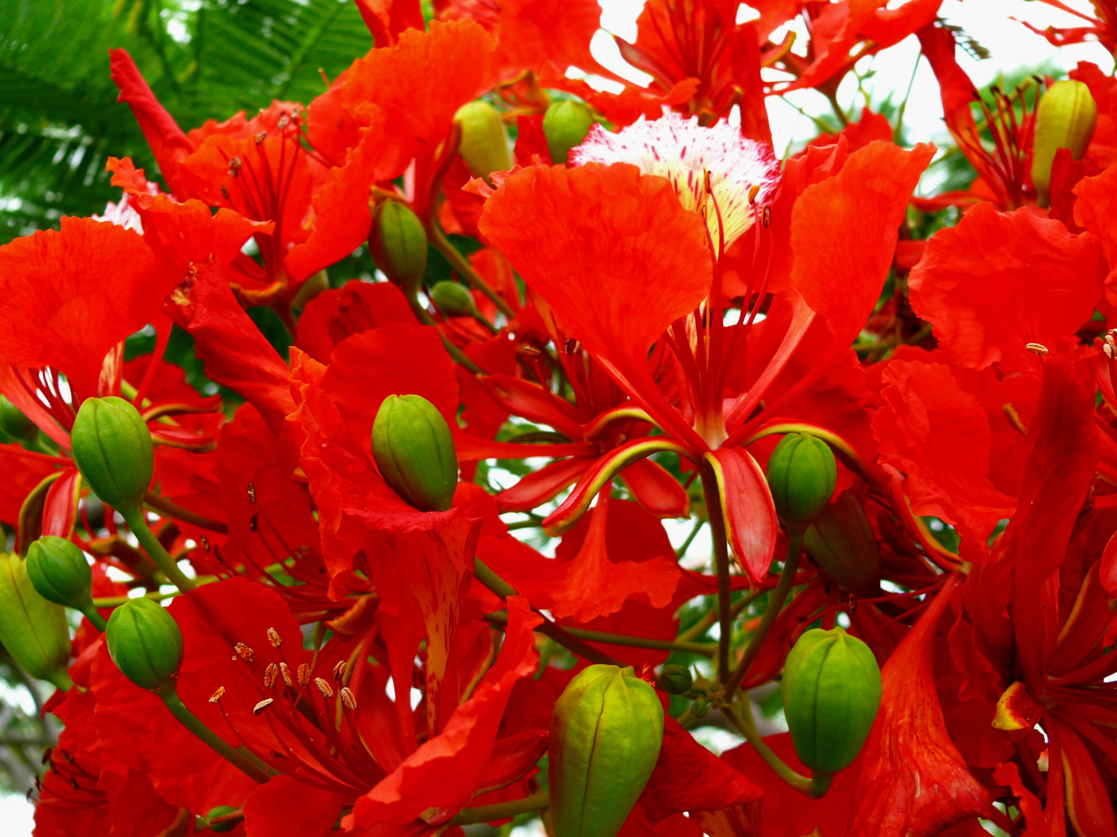 no people, flamboyant, outdoors, petal, buds, flowering plant, ornamental tree, caesalpinioideae, day, flower, backgrounds, flora, vulnerability, royal poinciana, HD Wallpaper
