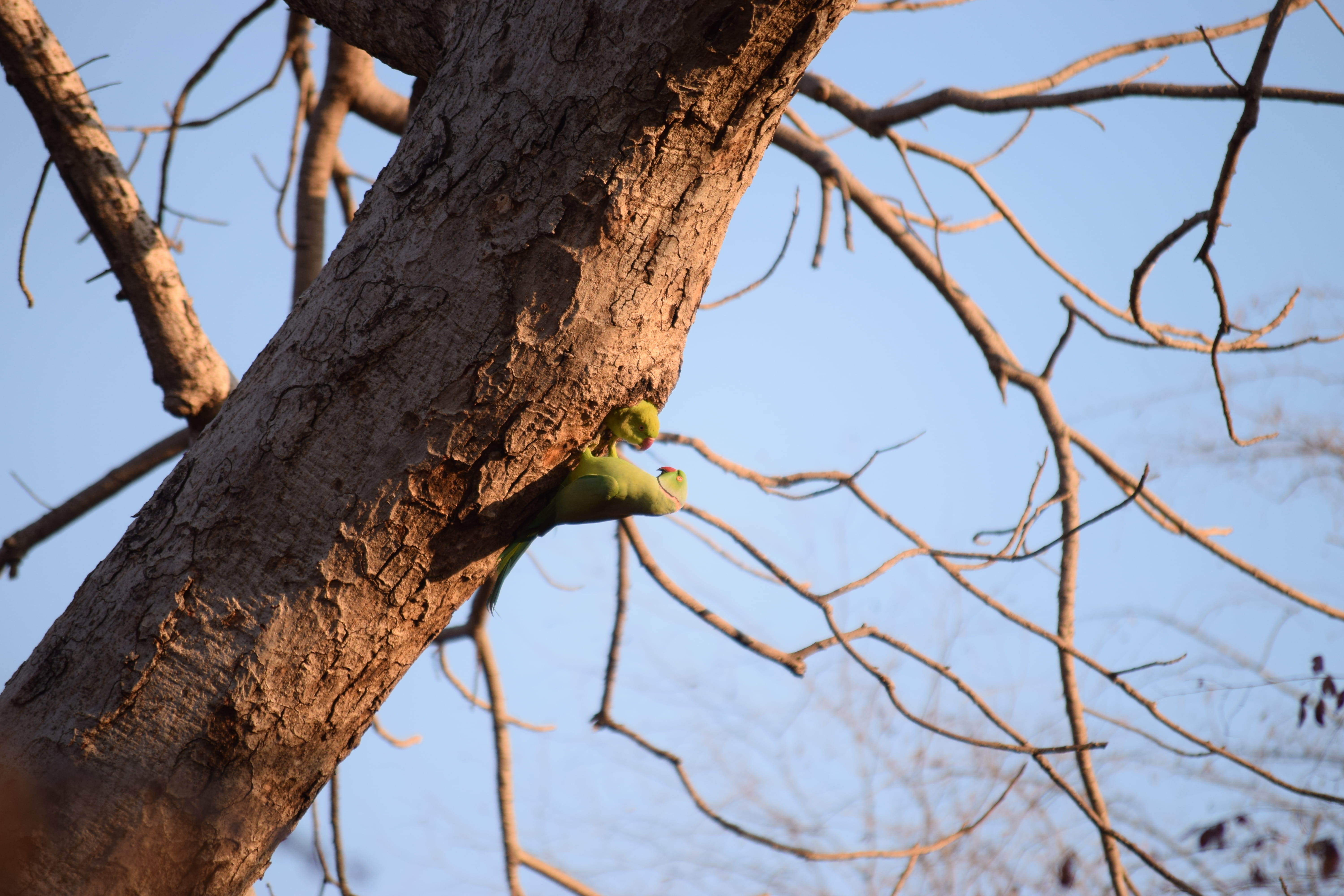 no people, jungle, 5K, day, baby parrot, plant, nature, trunk, animal wildlife, parrot, vertebrate, clear sky, sawai madhopur, animals in the wild, bare tree, HD Wallpaper