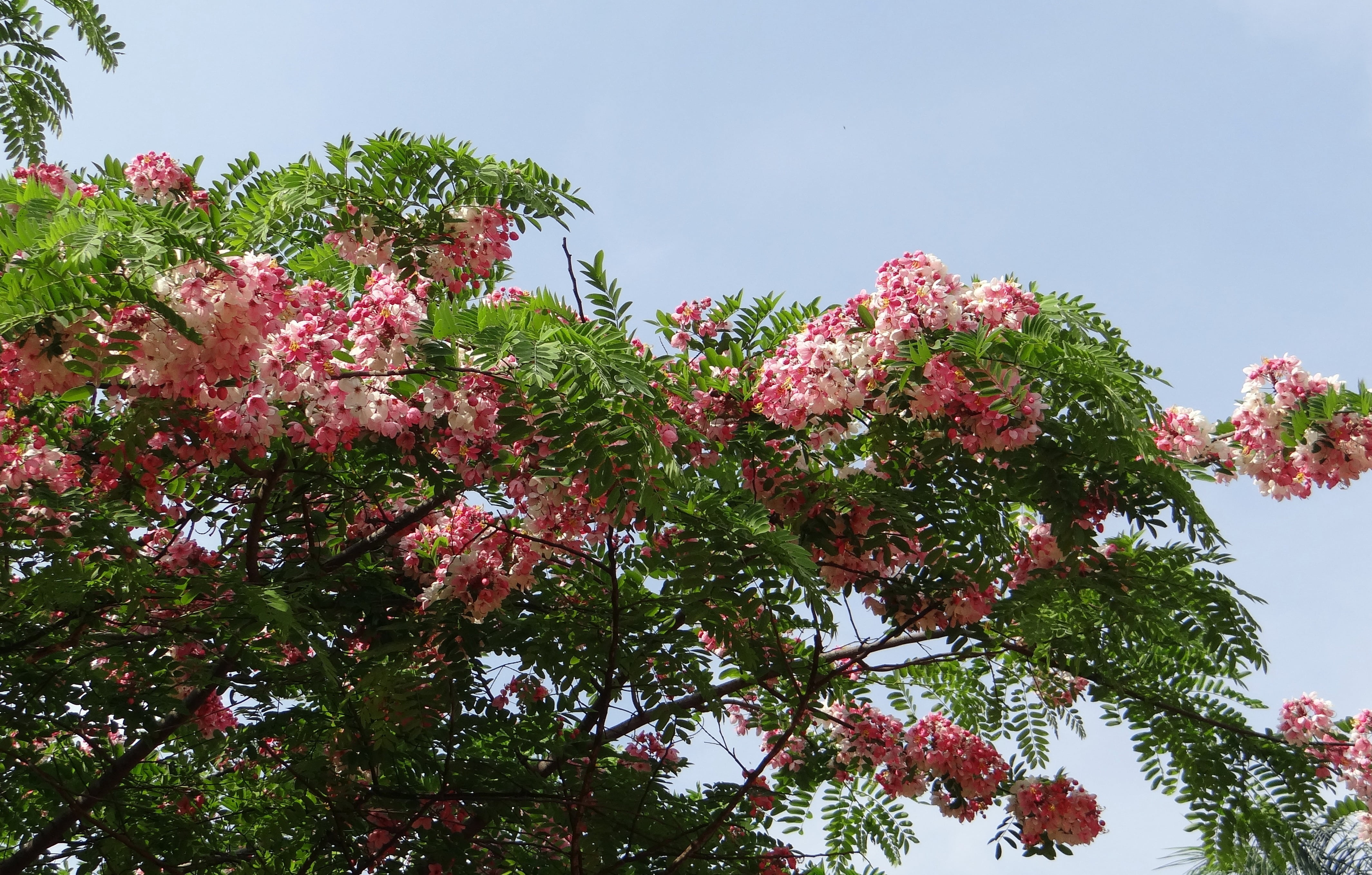 sky, tree, india, bangalore, springtime, day, apple blossom tree, beauty in nature, flower, flora, plant, branch, pink shower, java cassia, low angle view, HD Wallpaper