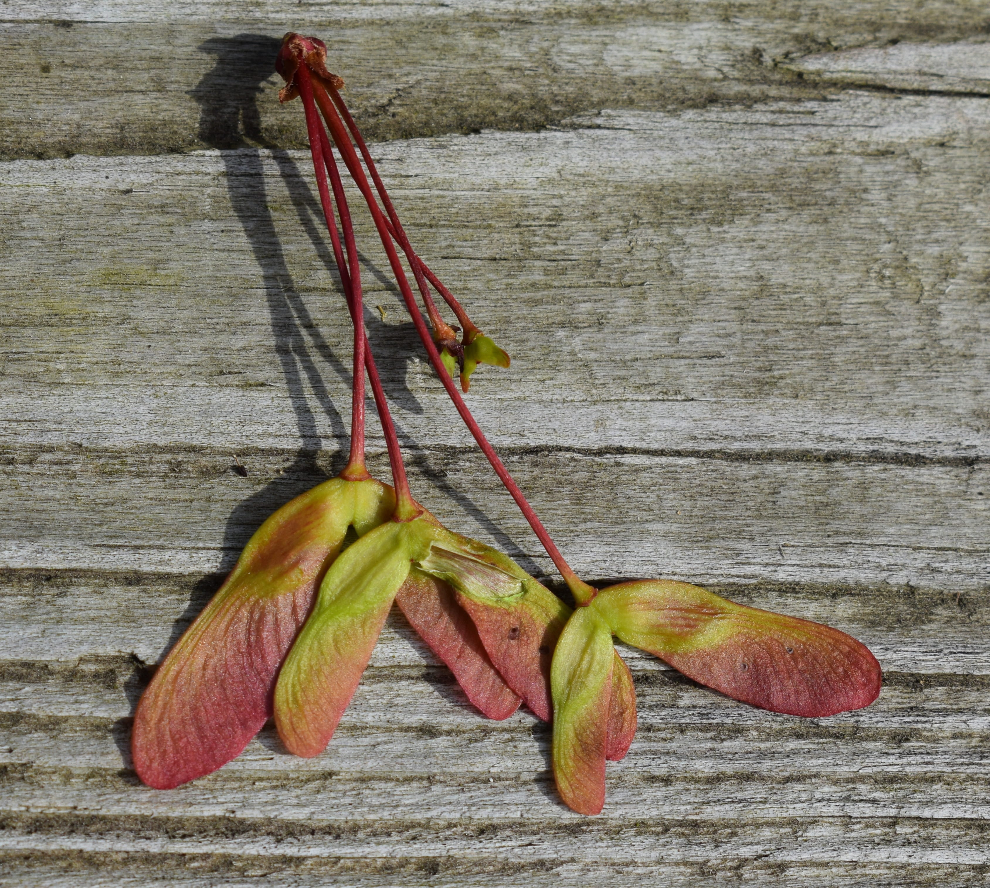 tree, spring, food, maple seeds, close-up, 2K, outdoors, colorful, wall - building feature, winged seed, hanging, freshness, day, acer, table, wellbeing, HD Wallpaper