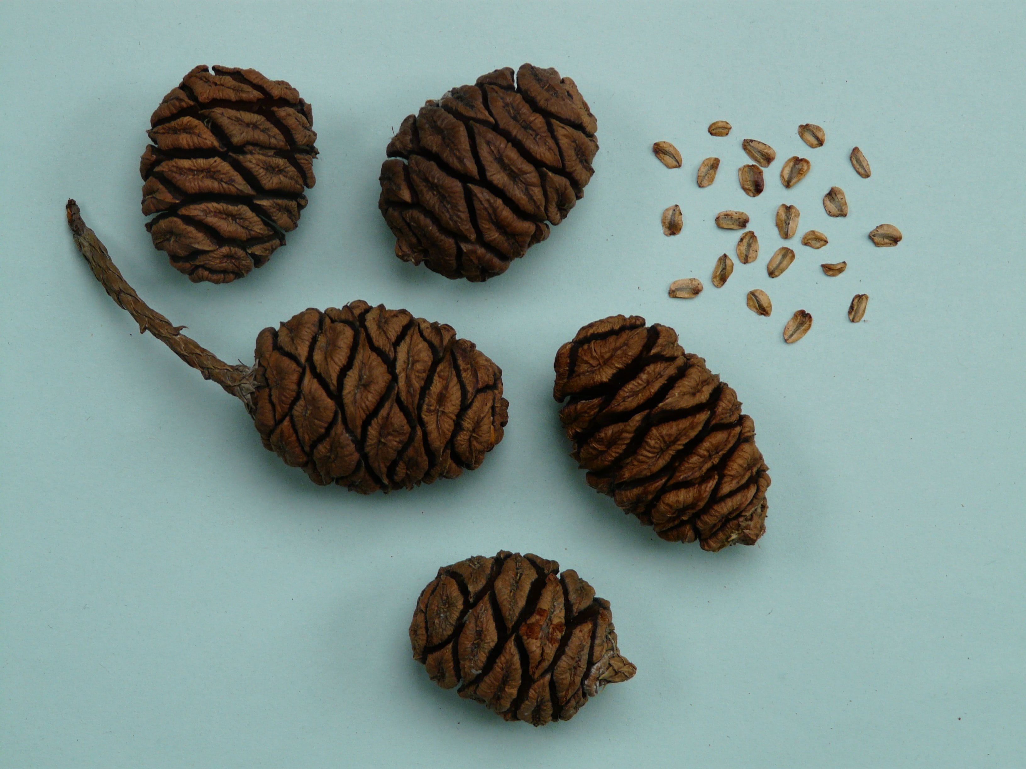 germinate, directly above, chocolate, sequoia cones, temptation, group of objects, choice, arrangement, freshness, food and drink, snack, close-up, sequoia, HD Wallpaper