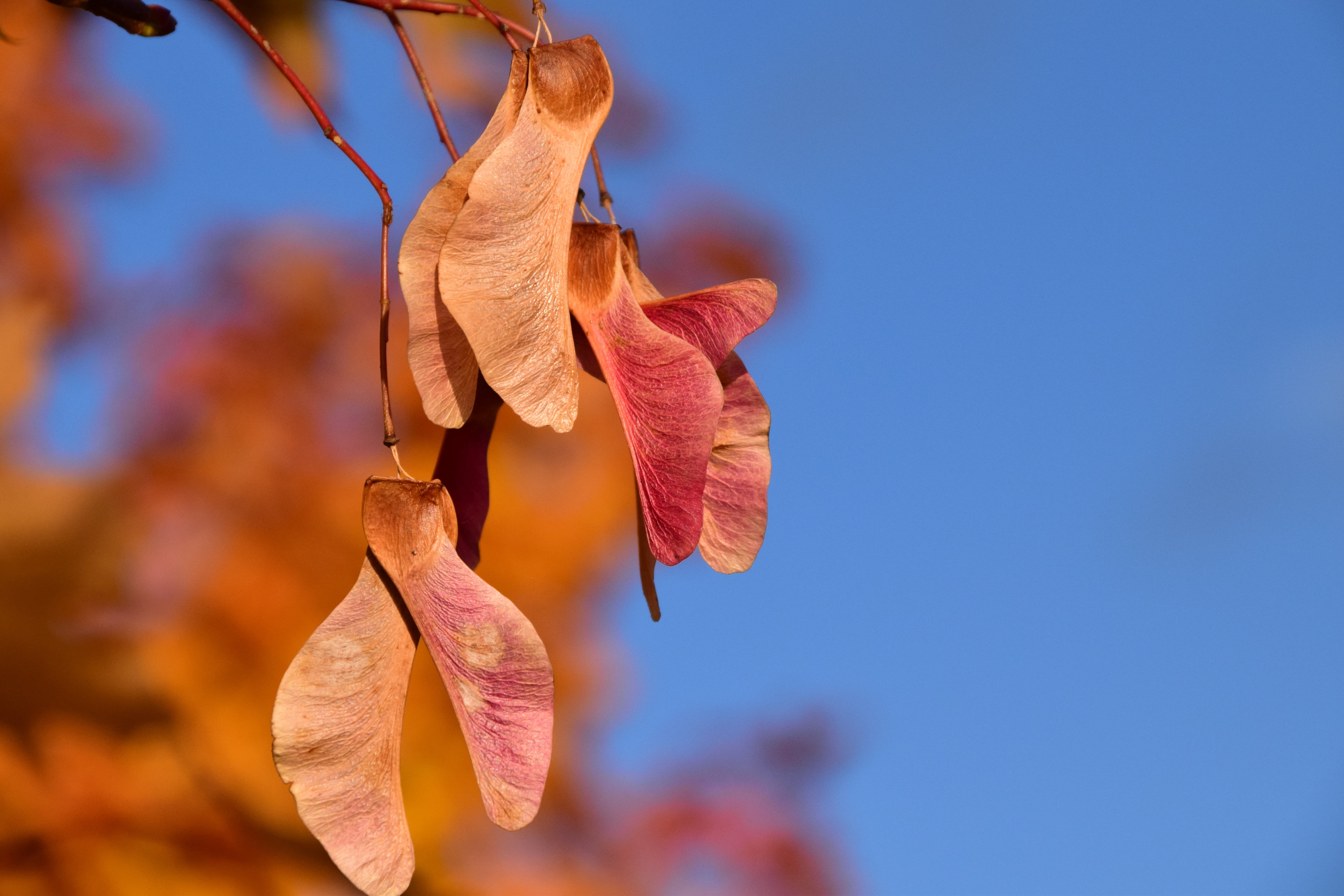 springtime, vulnerability, yellow, orange color, season, close-up, maple, close, seeds, maple fruit, leaf, tree, copy space, plant part, fragility, golden, HD Wallpaper