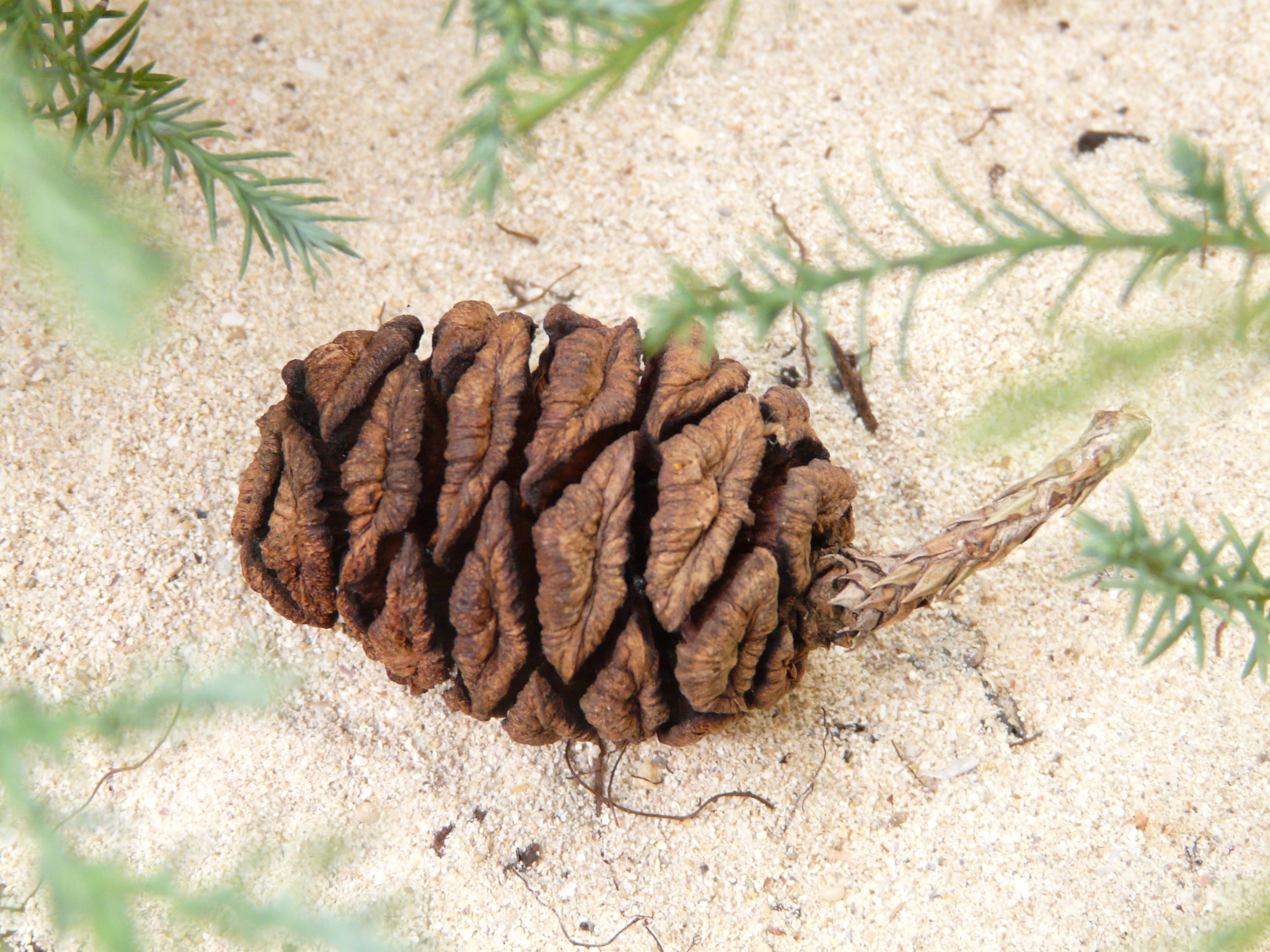 dry, animal themes, high angle view, sunlight, pine cone, close-up, sequoia cones, field, focus on foreground, land, coniferous tree, plant part, sand, HD Wallpaper