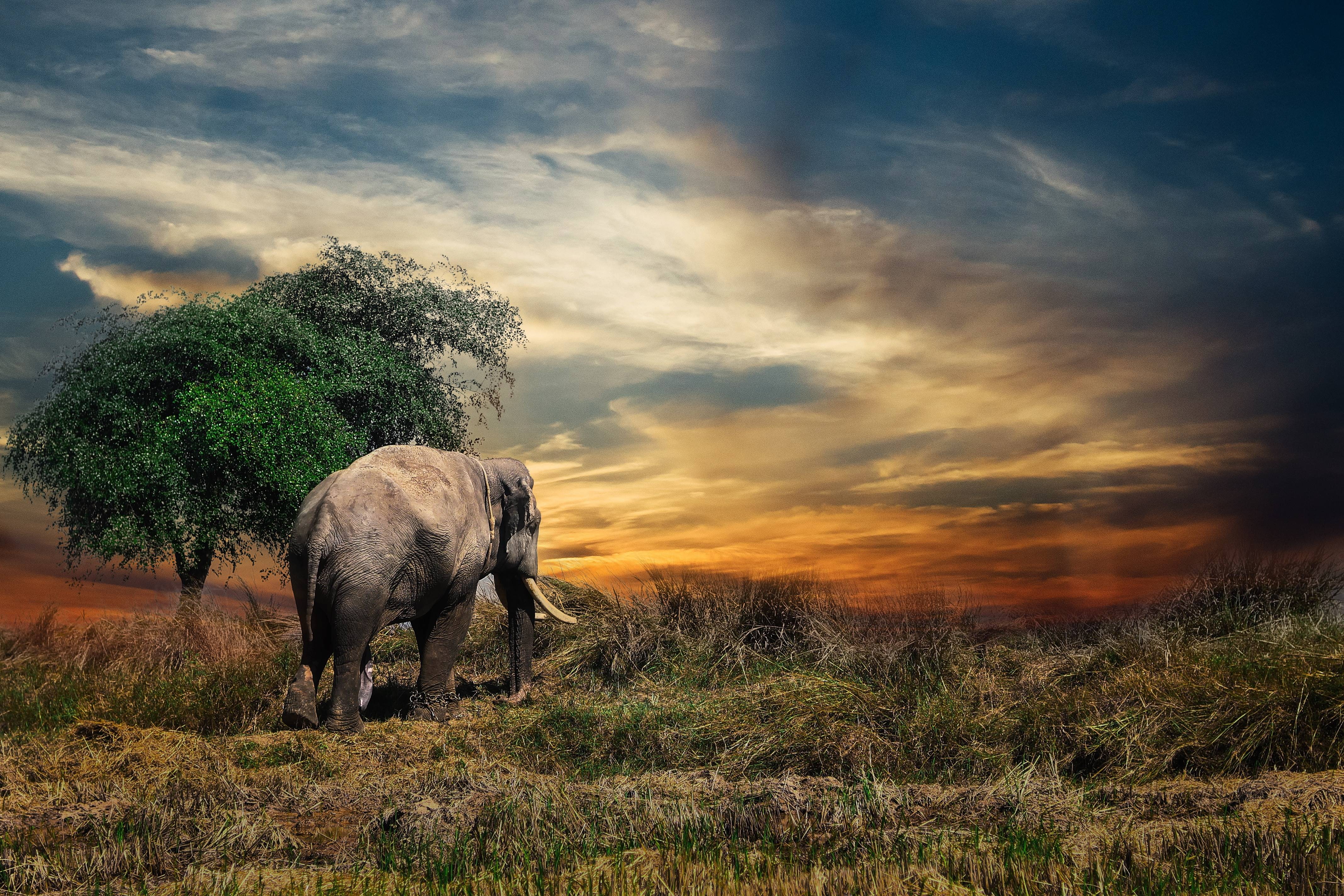 herbivorous, field, 4K, mammal, plant, animal, one animal, thailand, domestic animals, grass, one, african elephant, safari, elephant, animal wildlife, HD Wallpaper