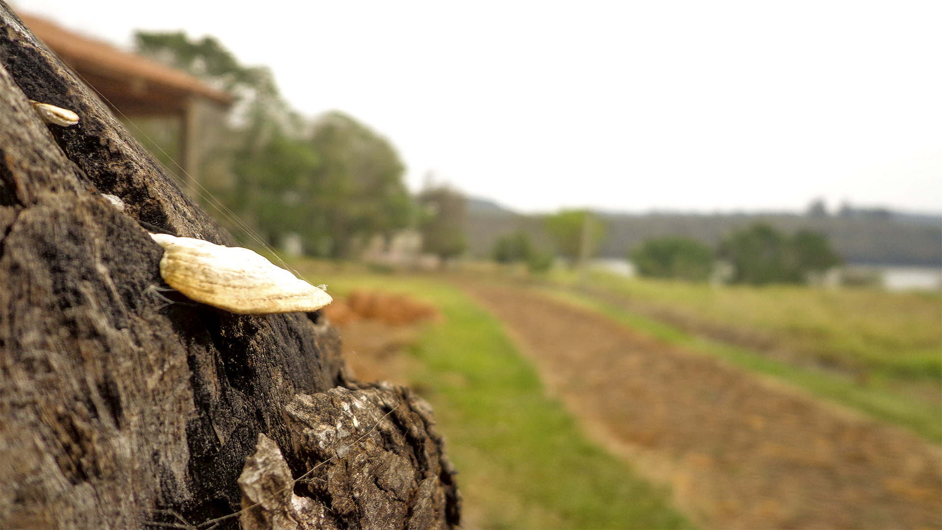 day, bark, wood, plant, tree trunk, clear sky, focus on foreground, wood - material, dirt, environment, copy space, outdoors, pine trees, 1080P, landscape, HD Wallpaper
