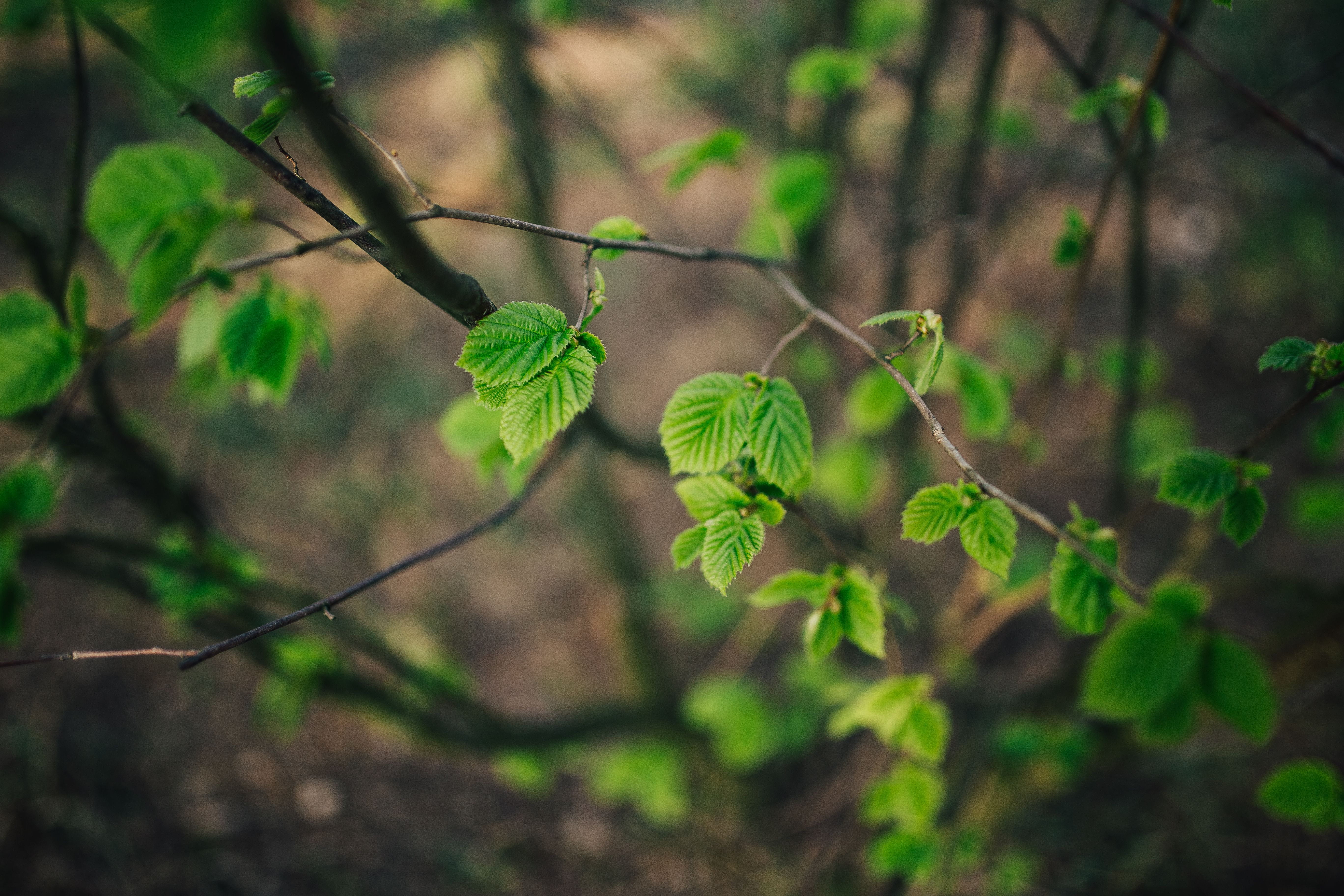 leaf, woodland, land, nature, vulnerability, green leaves, branch, twig, focus on foreground, flora, branches, freshness, no People, outdoors, fruit, buds, HD Wallpaper