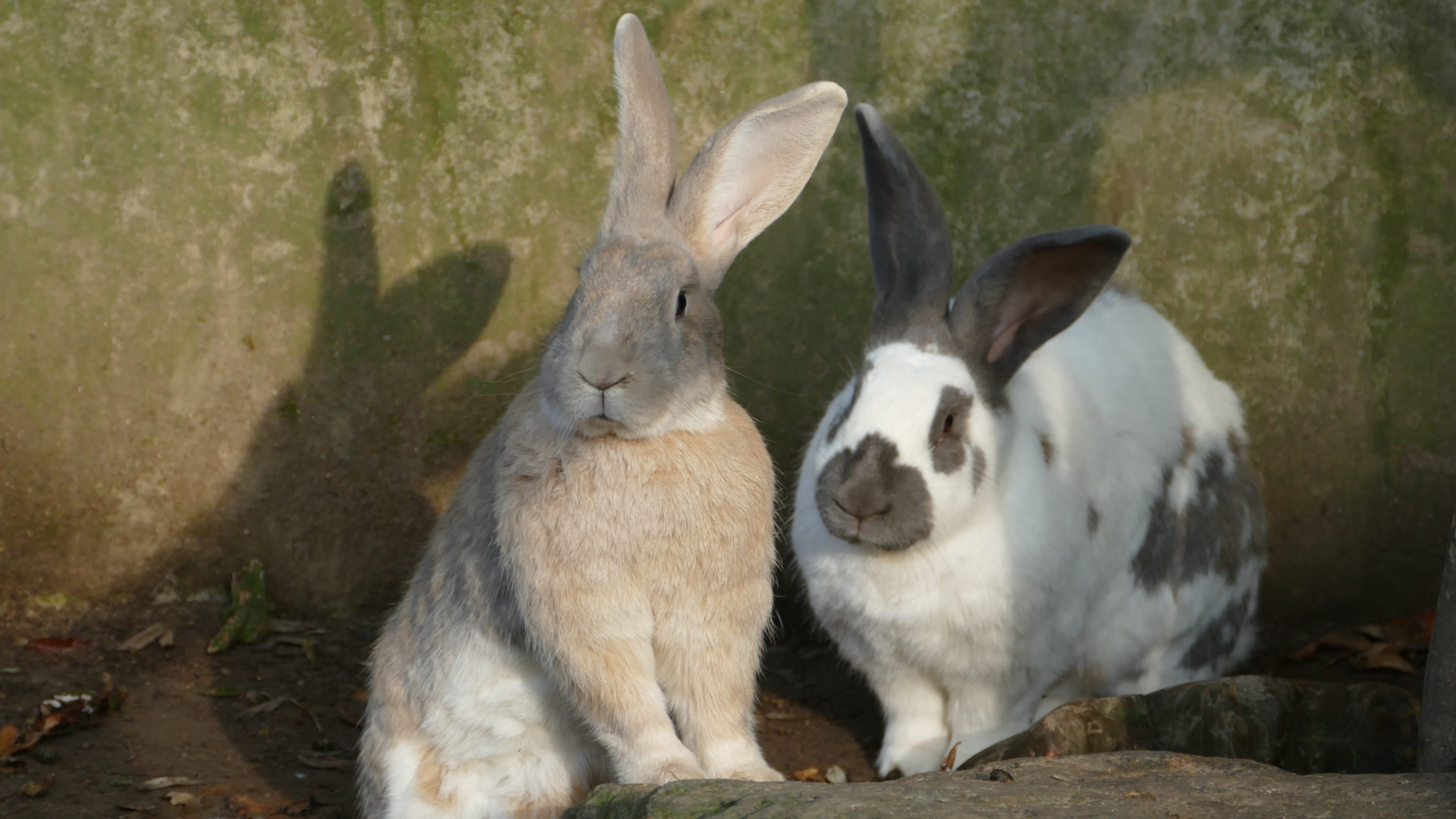 young animal, care, animal wildlife, rabbit, domestic animals, vertebrate, no people, bunny, animals, animal, animal world, langoor, animal family, sitting, HD Wallpaper