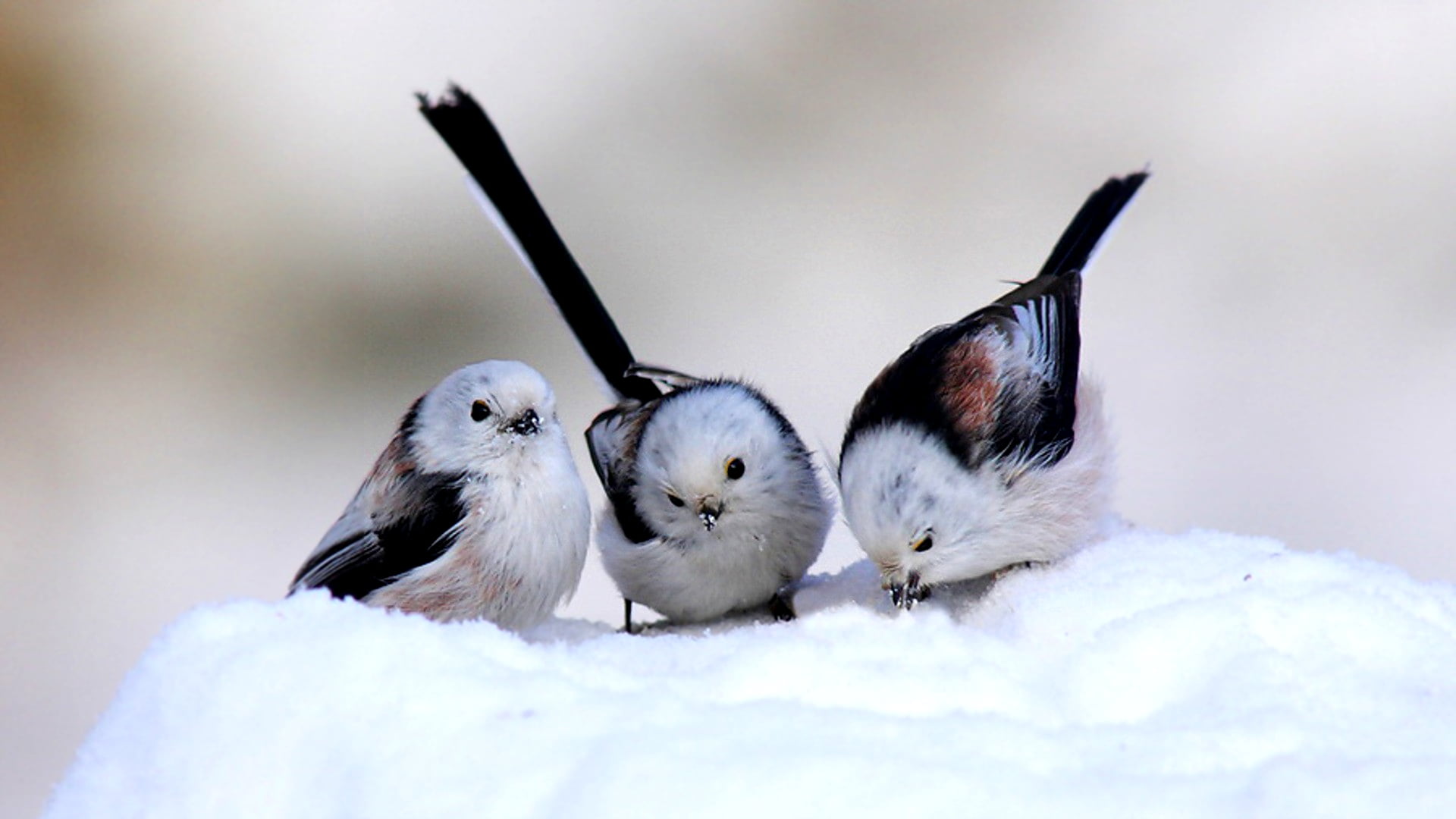 small, two animals, day, animal nest, 1080P, bird, animal family, cold temperature, mammal, animal themes, fur, snow, winter, domestic, no people, pets, HD Wallpaper