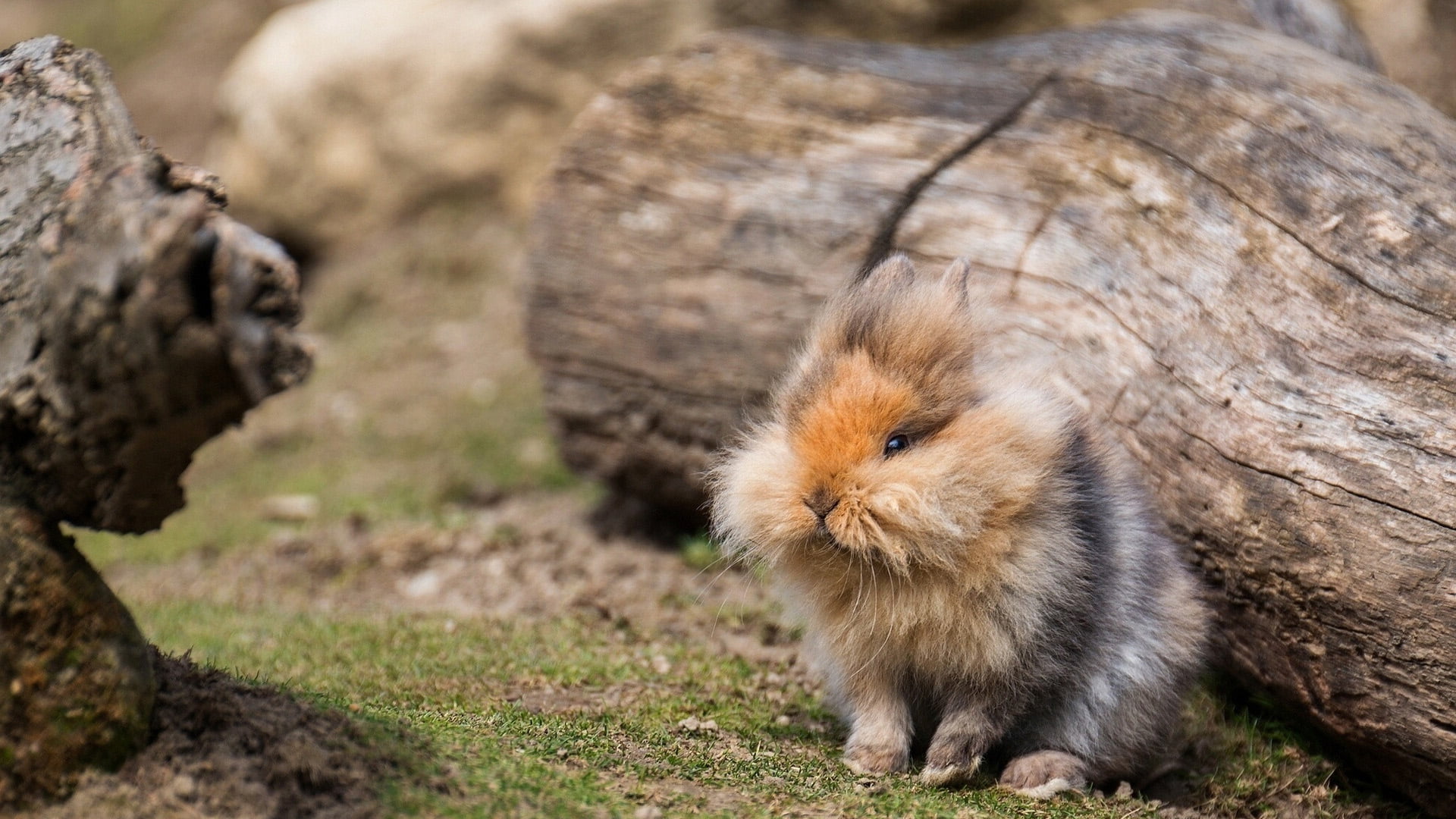 field, easter, nature, no people, fur, guinea pig, animal, portrait, animal wildlife, pomeranian, looking, land, cute, outdoors, rodent, day, rabbit, focus on foreground, HD Wallpaper