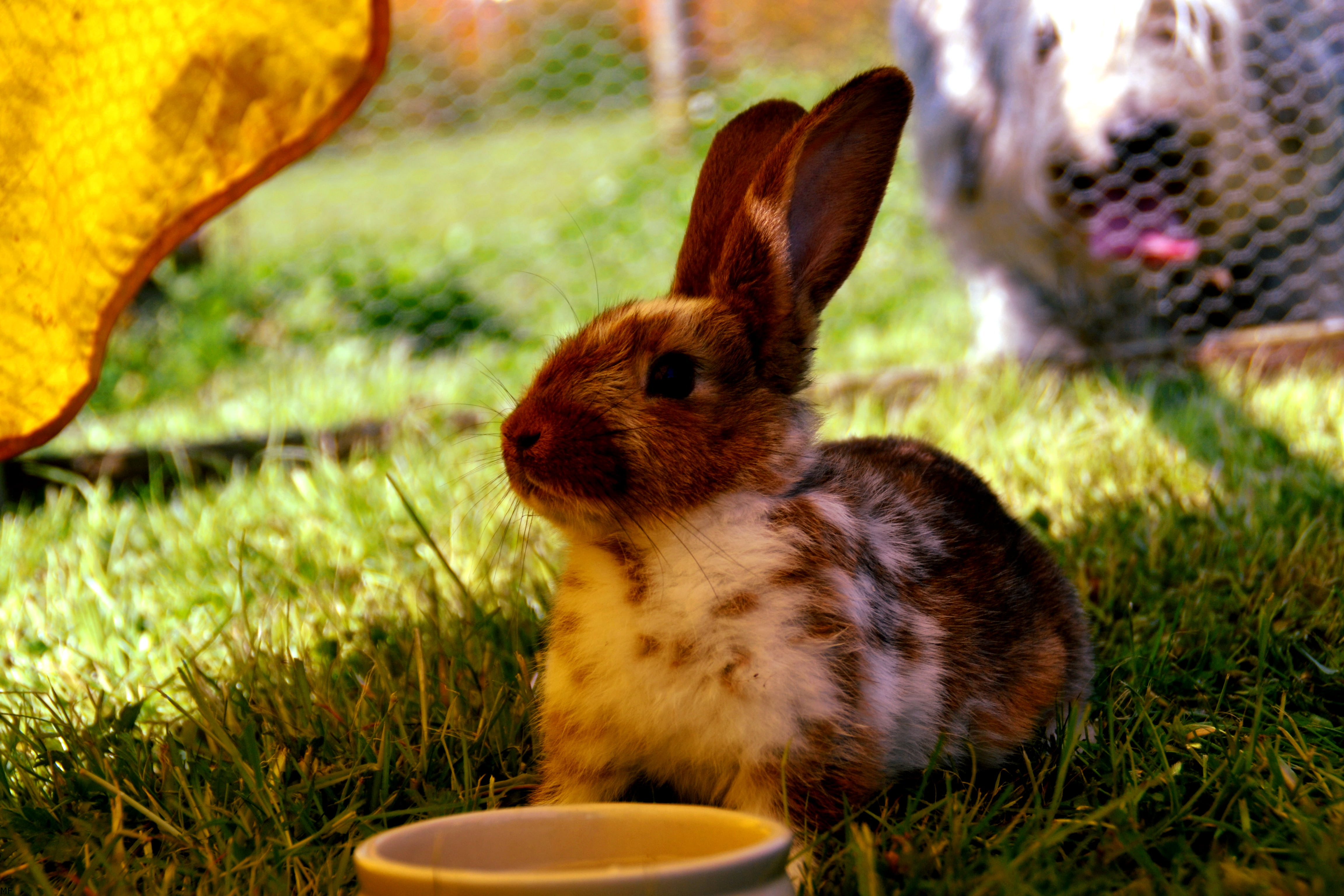 field, grass, day, mammal, vertebrate, animal wildlife, no people, nature, rabbit - Animal, springtime, pets, rabbit, outdoors, cute, fur, bunny, land, HD Wallpaper