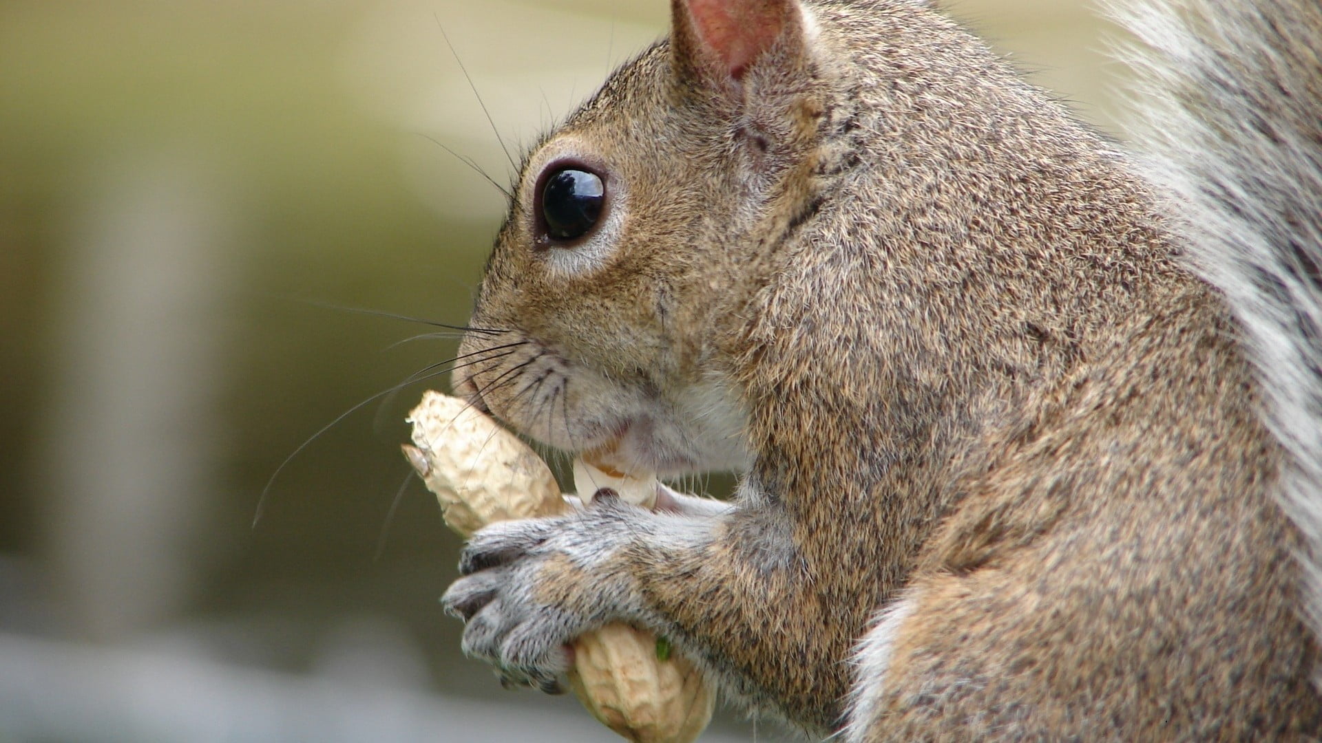 1080P, no people, food, wood rabbit, hare, close-up, fur, one animal, animals in the wild, fox squirrel, cat, cute, pets, wild, eating, animal mouth, rodent, HD Wallpaper