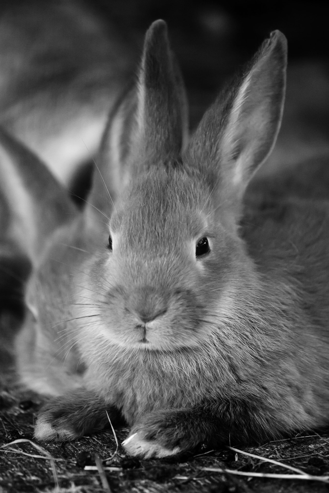 domestic animals, rabbit, pet, pets, animal head, ear, furry, domestic, rabbit - animal, bunny, whisker, focus on foreground, rodent, mammal, easter, photography, Phone HD Wallpaper