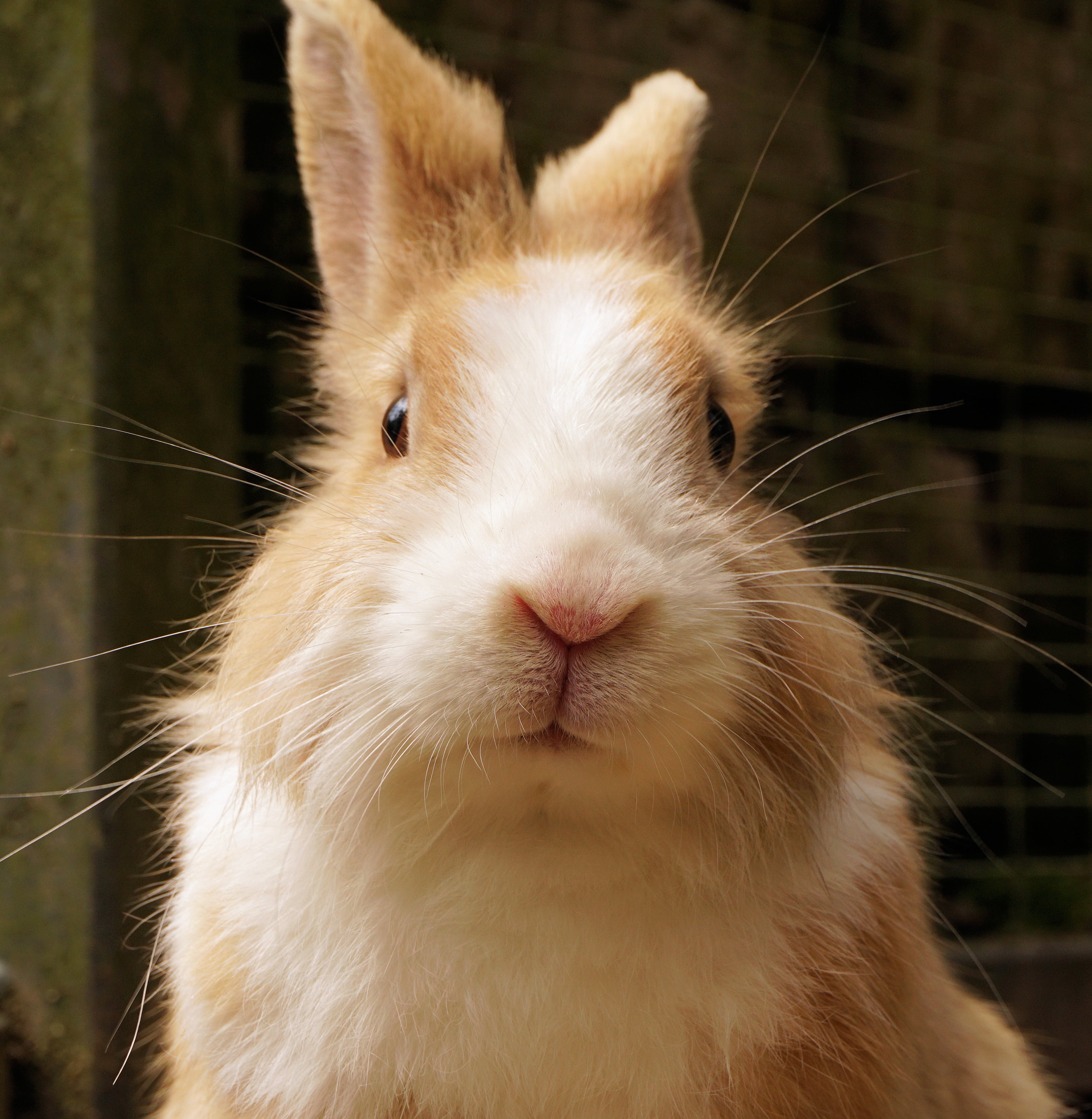 spoon, dwarf bunny, fur, sababurg castle, animal world, long eared, sweet, cute, close-up, portrait, mammal, rabbit - Animal, day, pet, animal head, animal themes, Phone HD Wallpaper