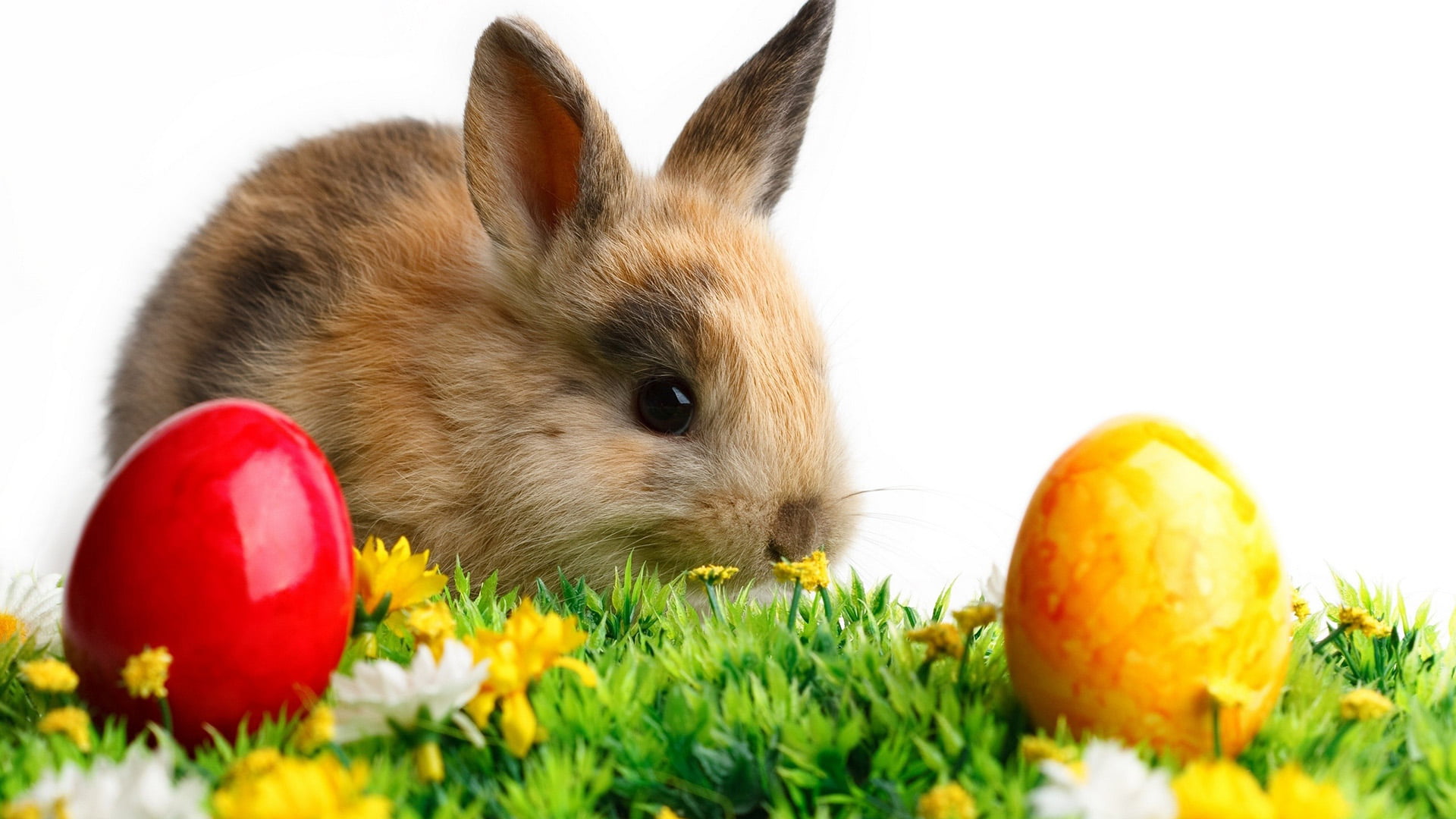 domestic, animal wildlife, celebration, animal, food, fur, plant, rabbit, art, sitting, pets, little, hare, one animal, pet, rabbit - animal, holiday, fluffy, HD Wallpaper