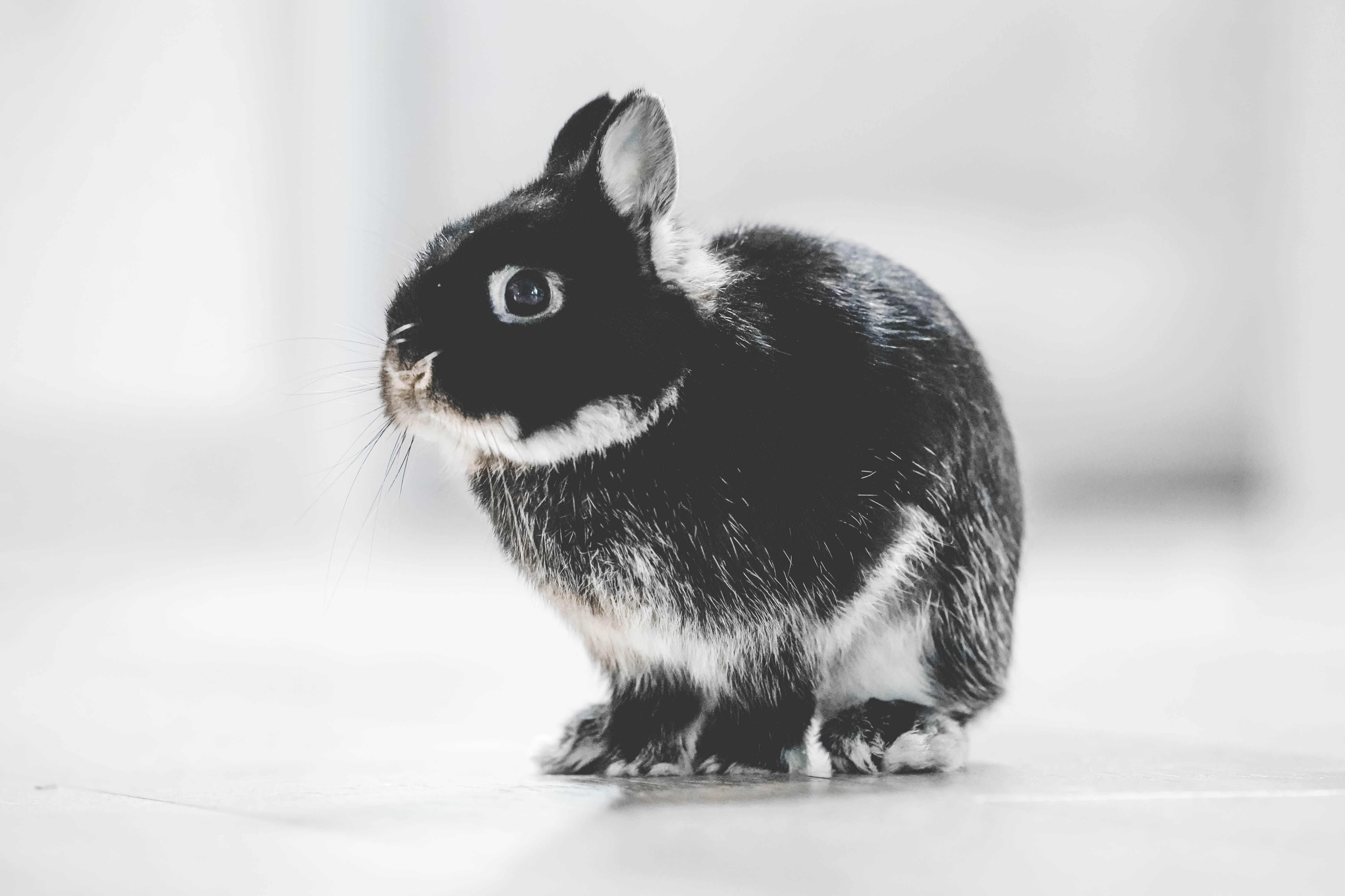 fluffy, white, rodent, domestic cat, furry, close-up, easter, animal themes, domestic, profile view, black and white, looking, feline, Bunny, vertebrate, HD Wallpaper