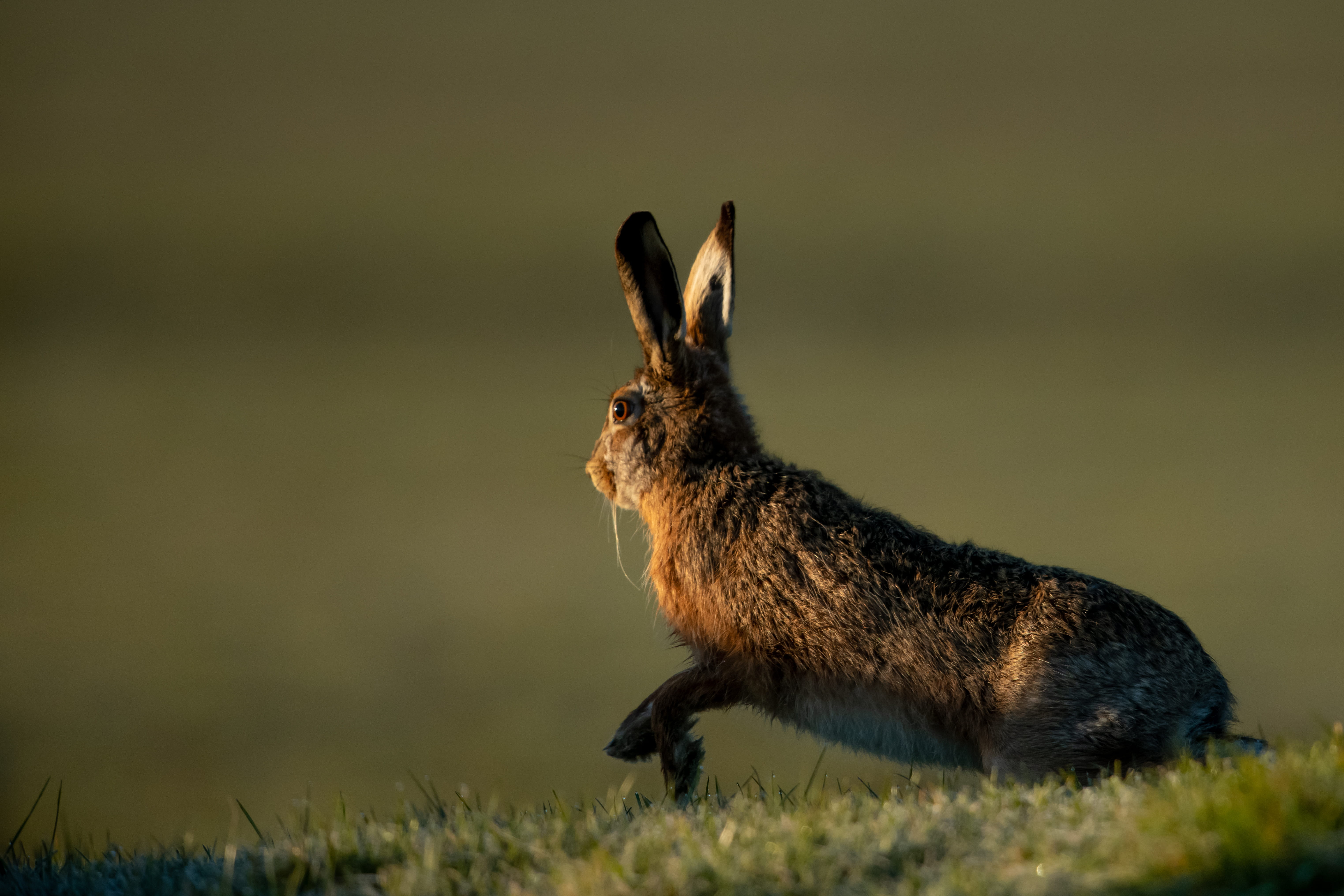 5K, mammal, rodent, herbivorous, brown, one animal, close-up, bird, rabbit, animal, dandelion, animal wildlife, insect, pet, canine, side view, dog, day, HD Wallpaper