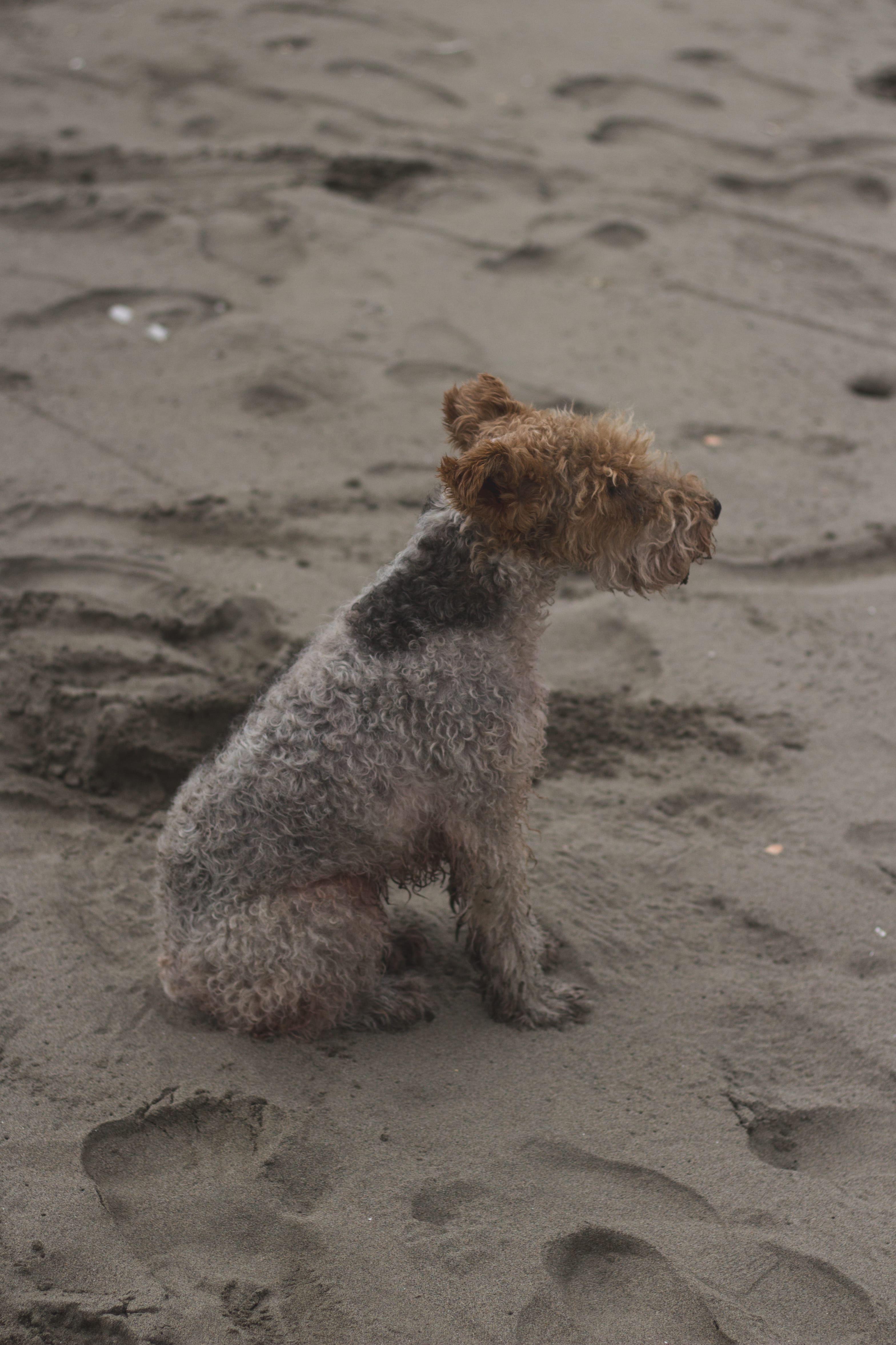 small, canine, pelo, arena, mascota, aperture, no people, day, one animal, diafragma, domestic animals, 4K, mammal, pet, playa, doglover, perro, full length, Phone HD Wallpaper