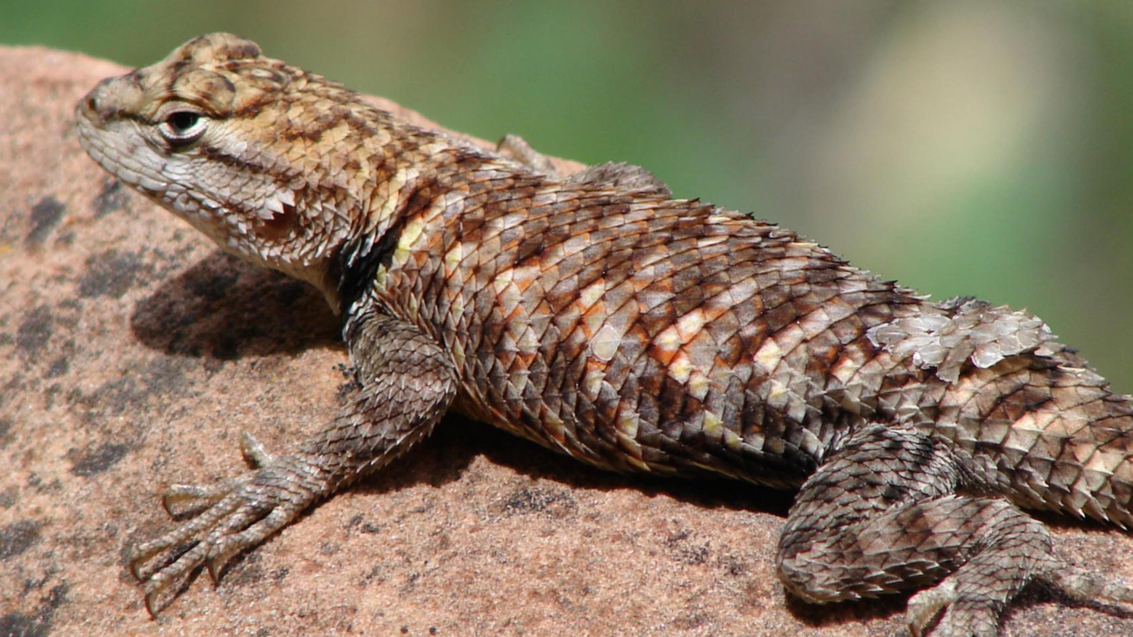 vertebrate, iguana, no people, outdoors, animal scale, animal themes, 4K, rock - object, animal, solid, Marron, animal wildlife, animal body part, Animales, HD Wallpaper